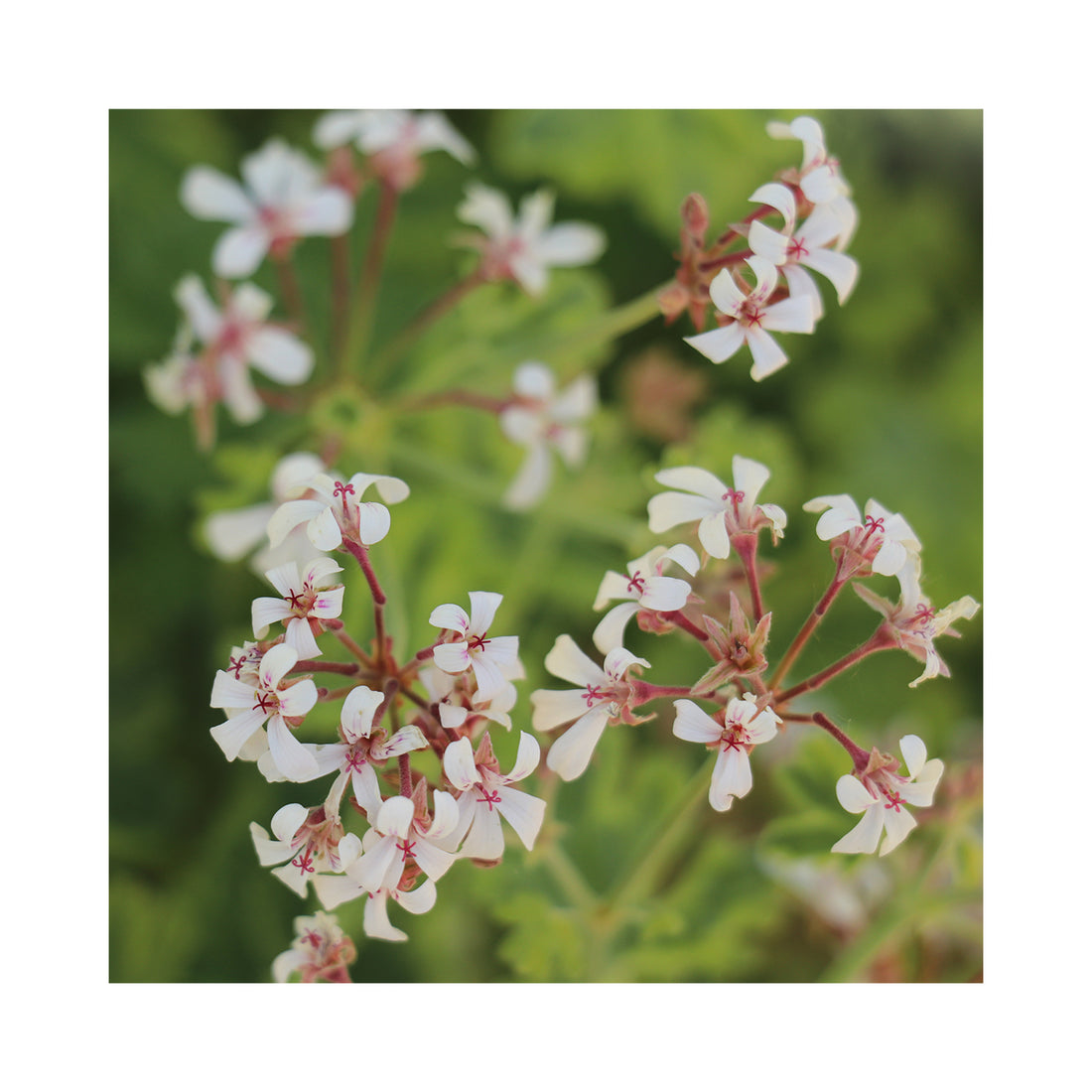 Scented Geranium Fragrans Variegata