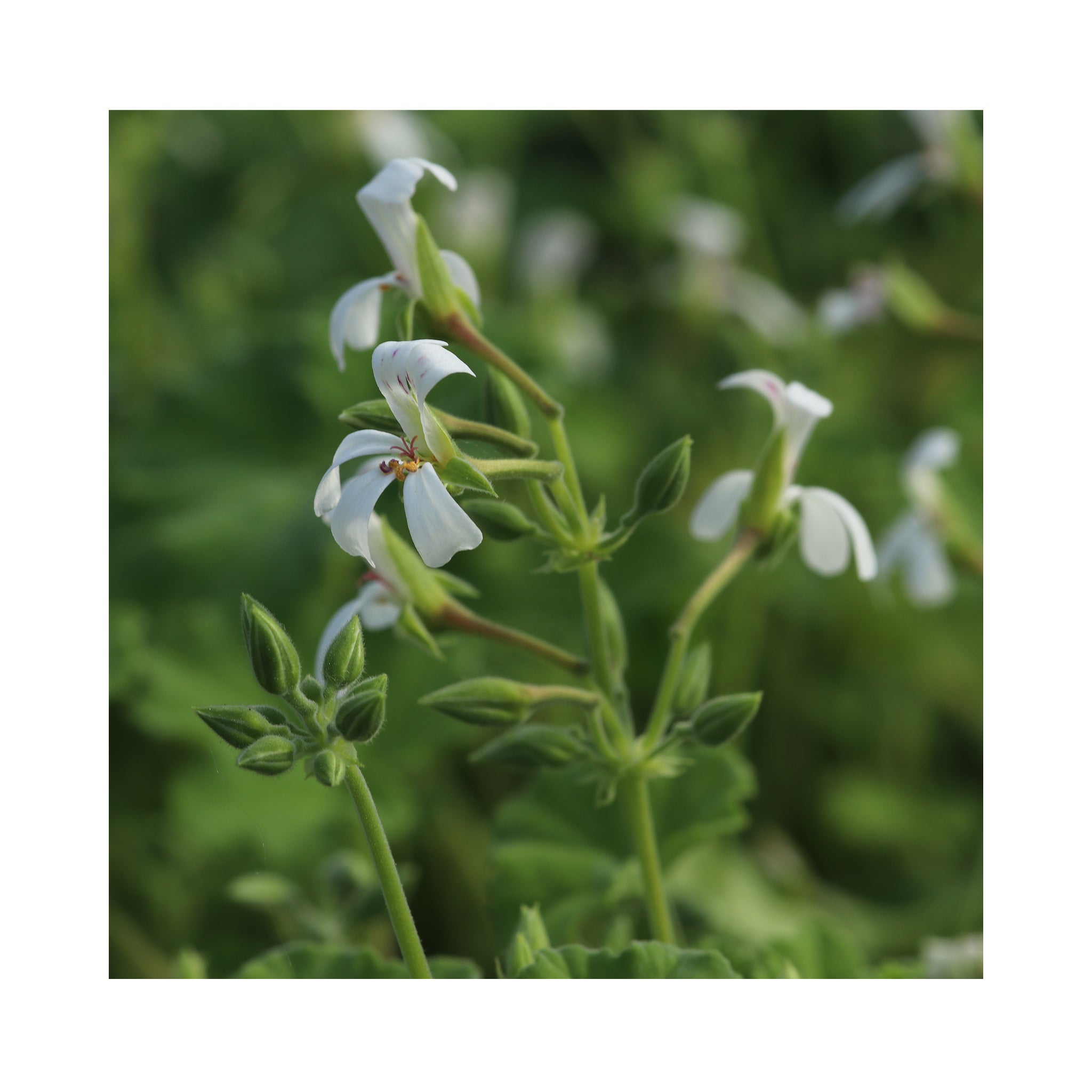 Scented Geranium Fragrans