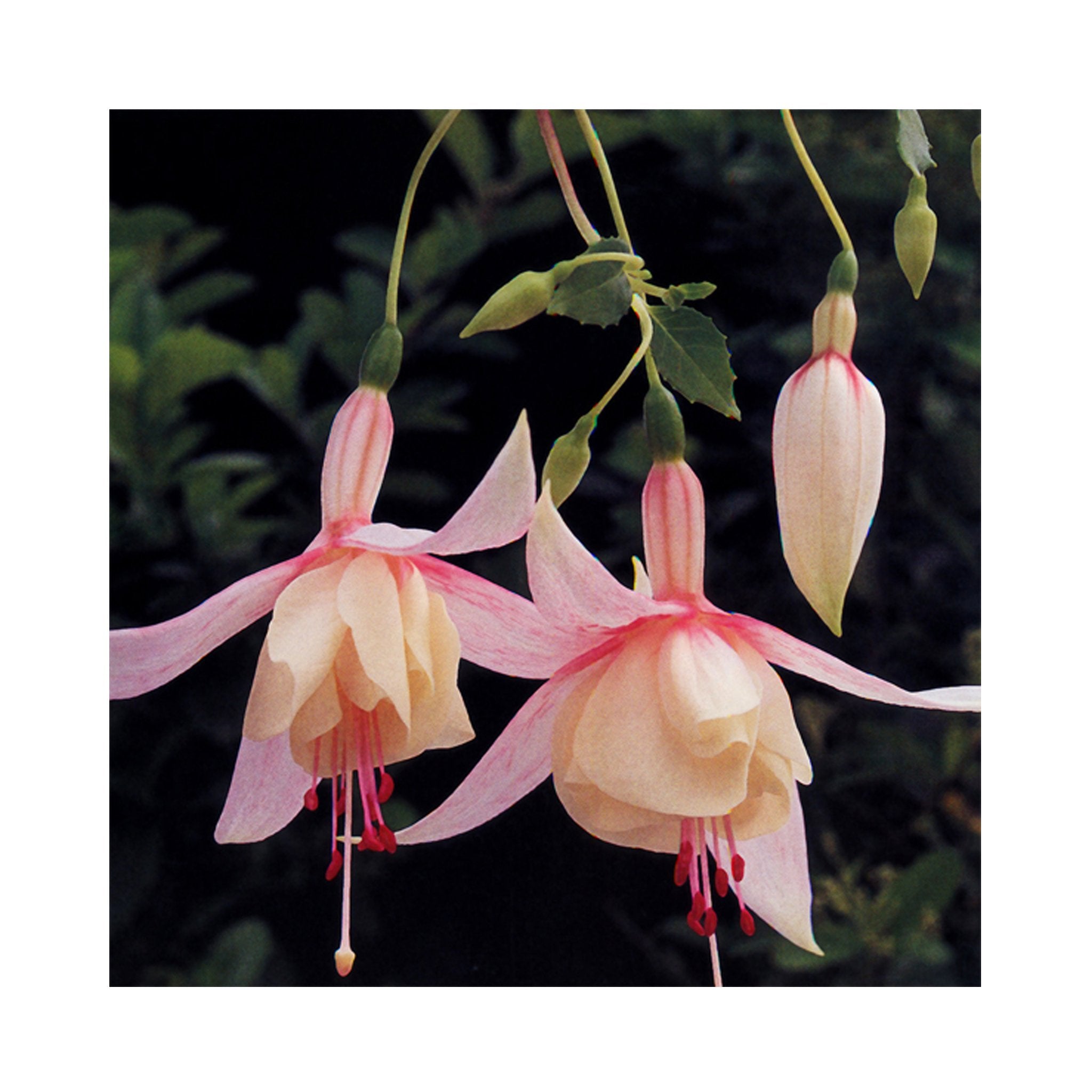 Bush Fuchsia Annabell