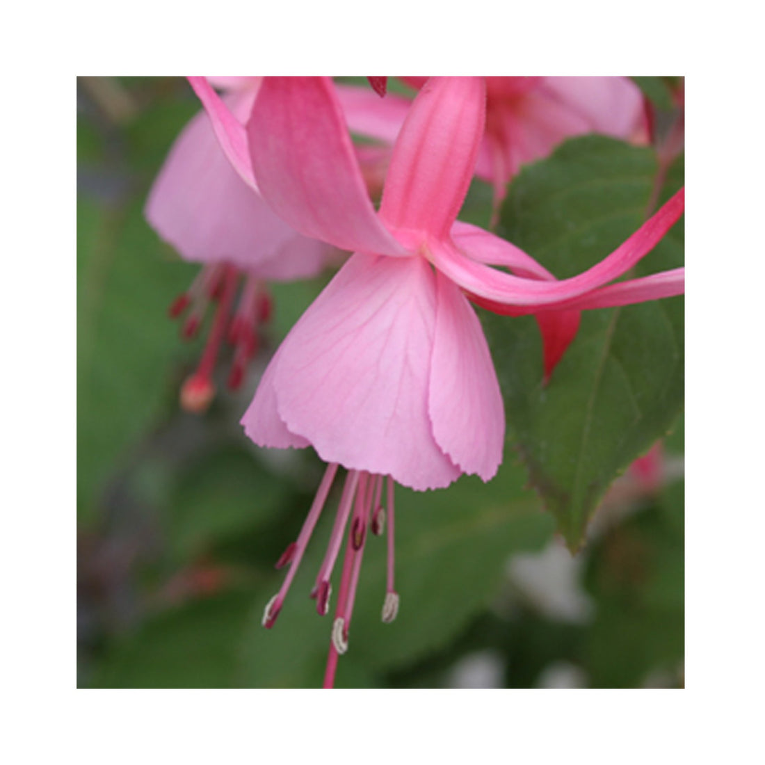 Fuchsia Display