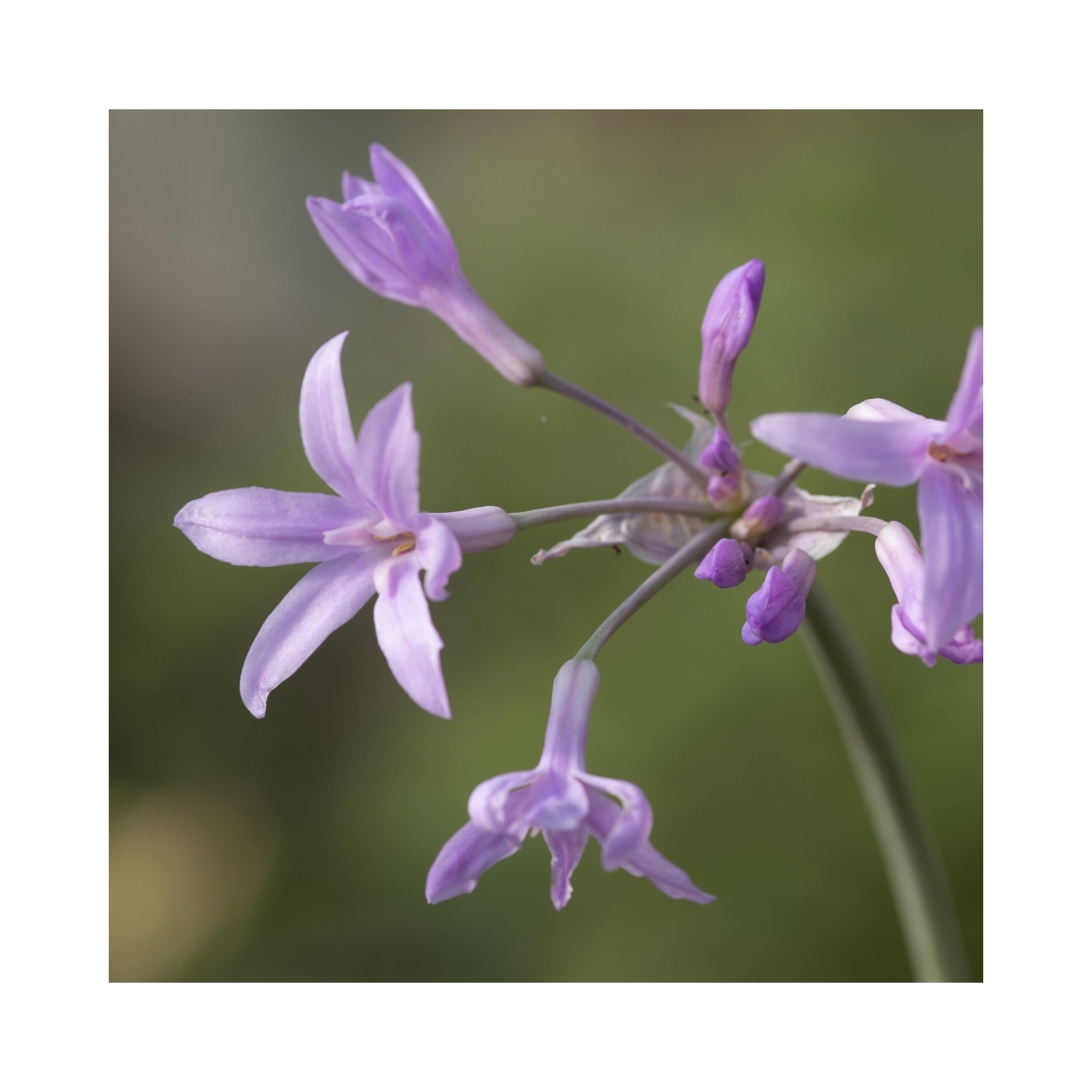 Society Garlic Silver Lace (Tulbaghia violacea "silver lace")