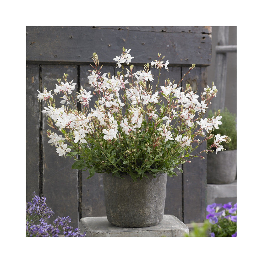 Gaura Ballerina White