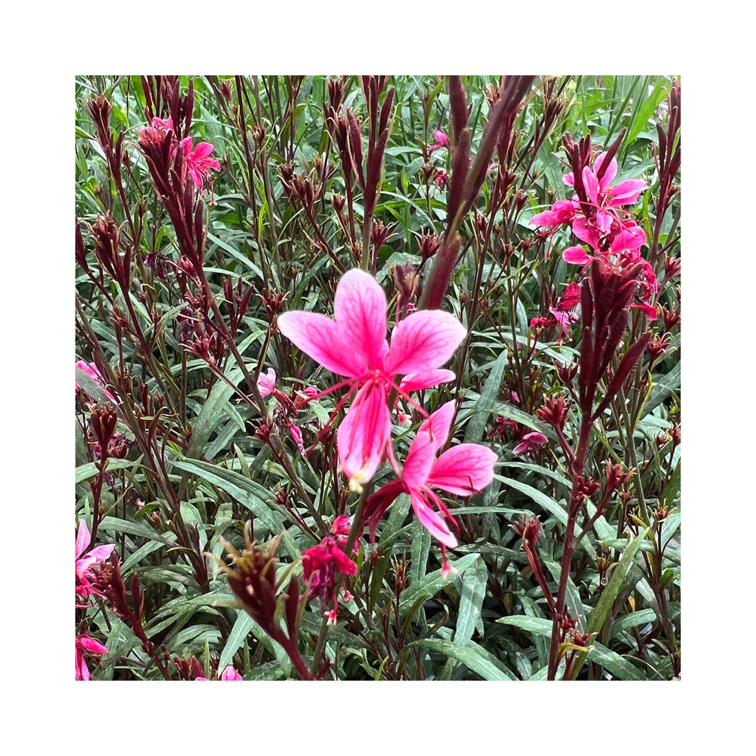 Gaura Belleza Compact Light Pink