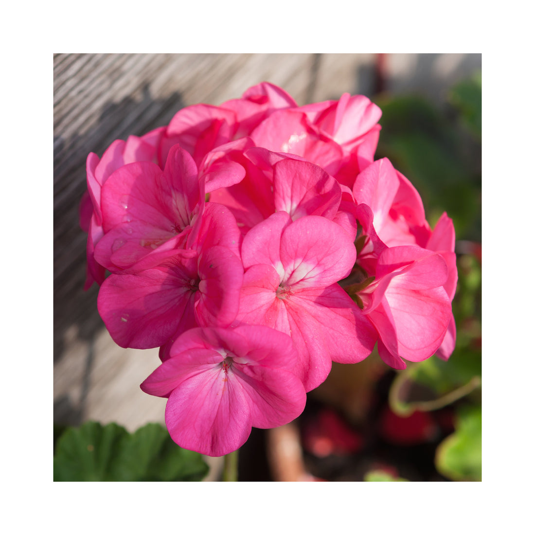 Upright Geranium Dazzling Pink