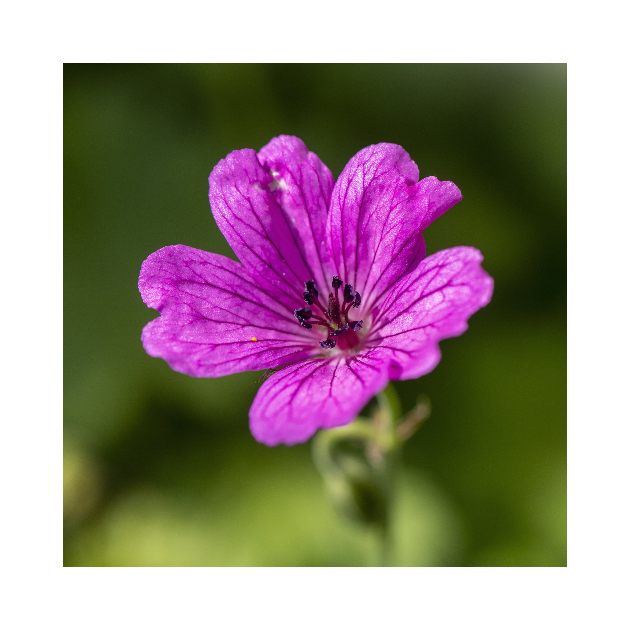 Hardy Geranium Collection - 6 Established 9cm Plants