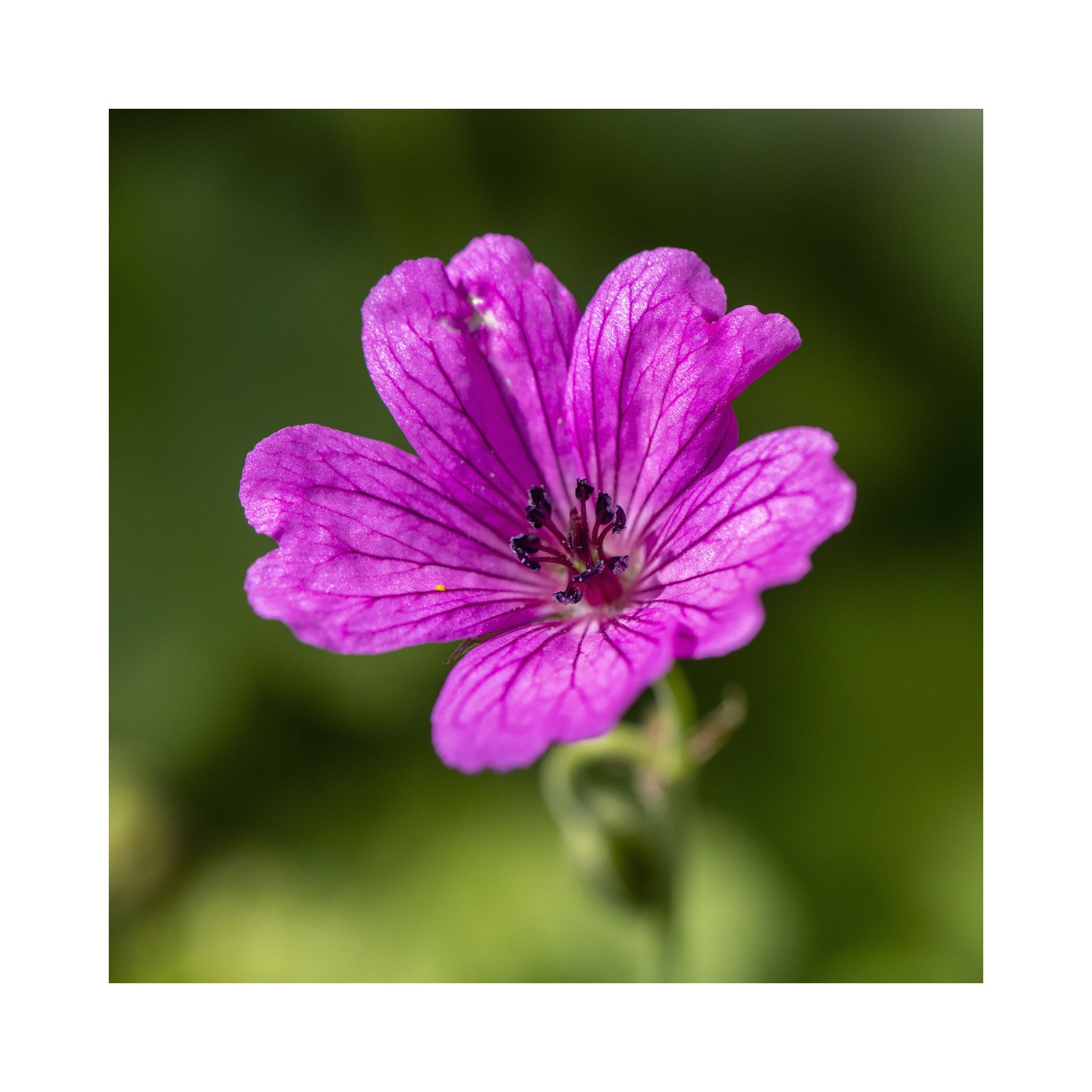 Hardy Geranium Collection -  6 Established 9cm Plants