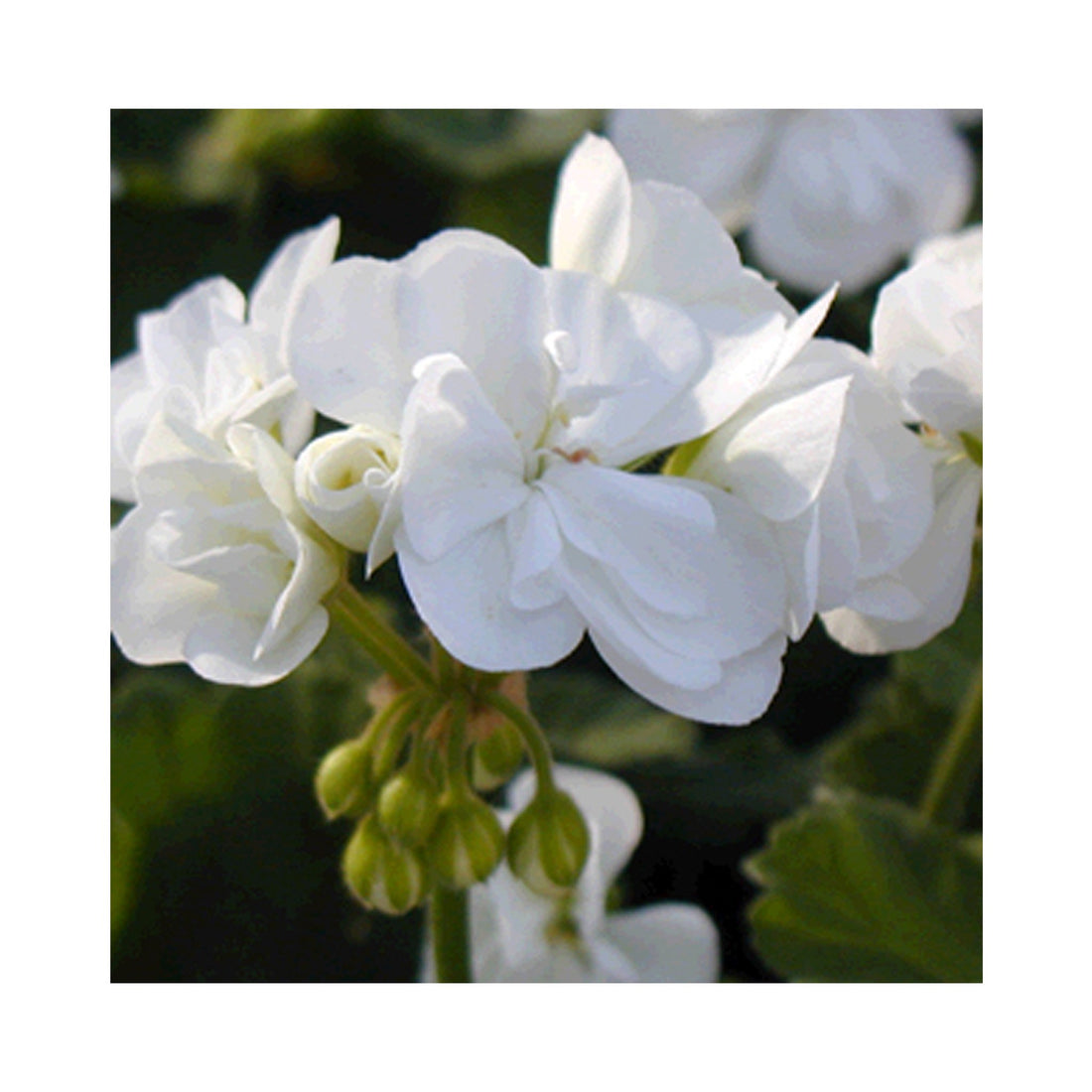 Upright Geranium Glacis