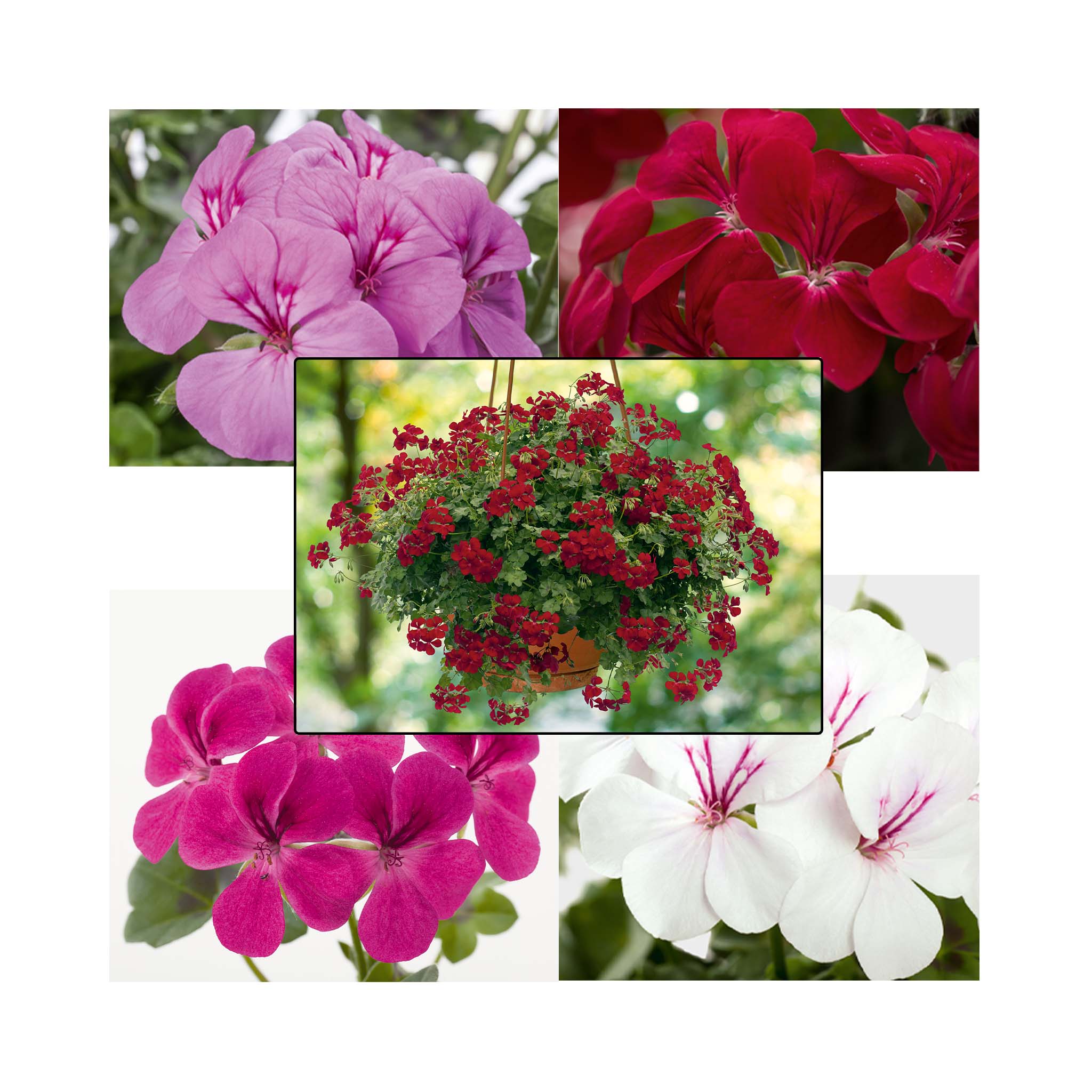 Trailing Geranium Happy Face Collection