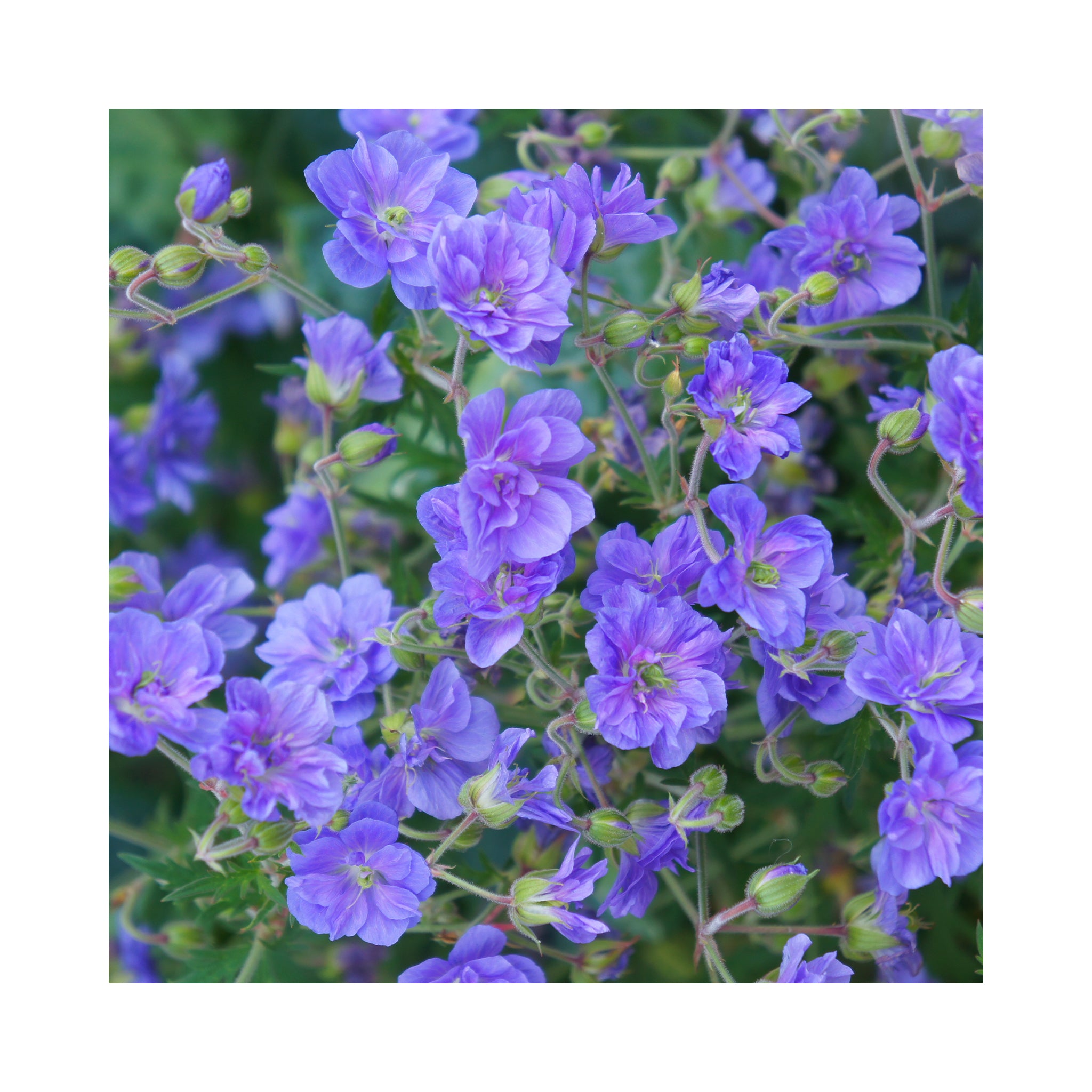 Geranium himalayense Birch Double