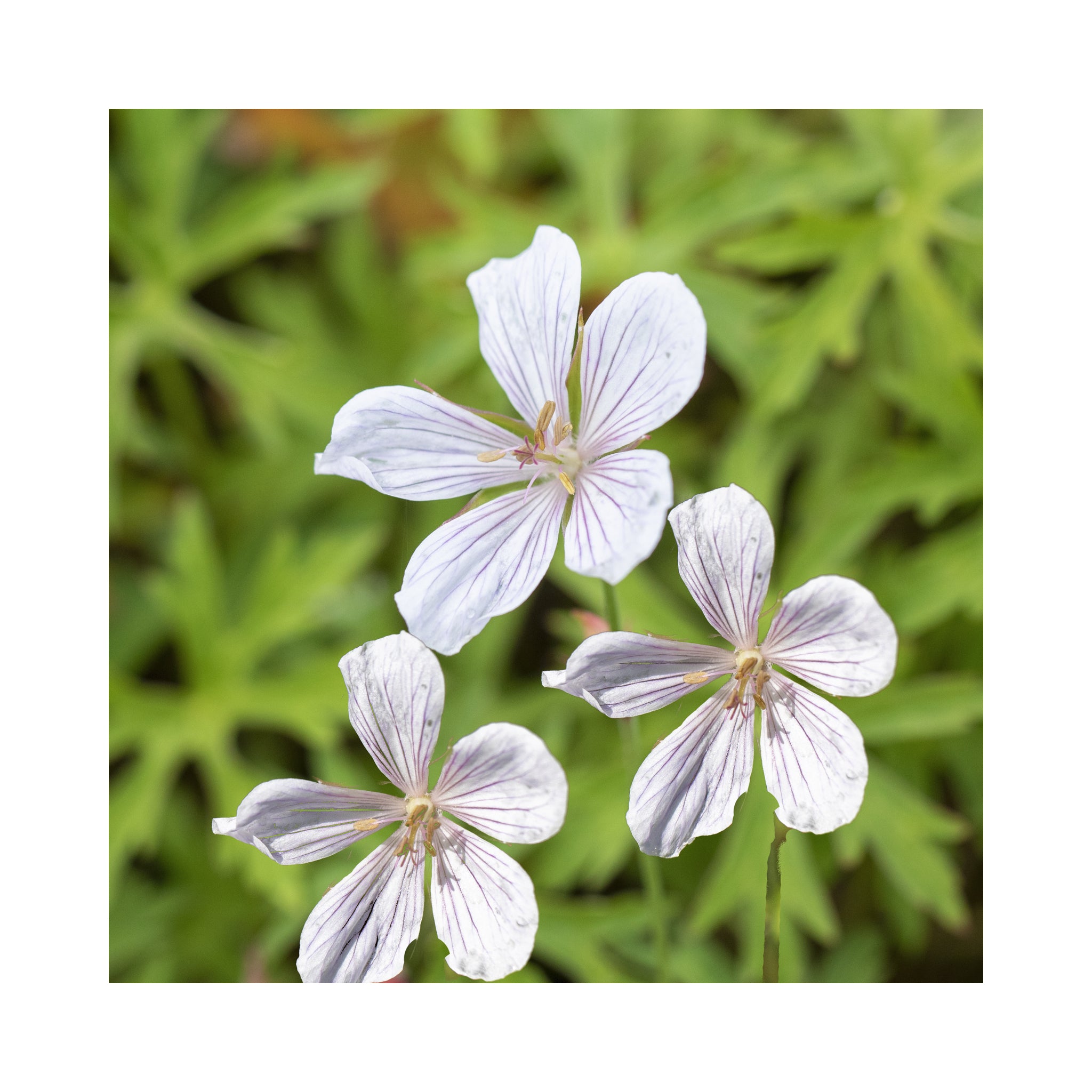 Hardy Geranium Collection -  6 Established 9cm Plants