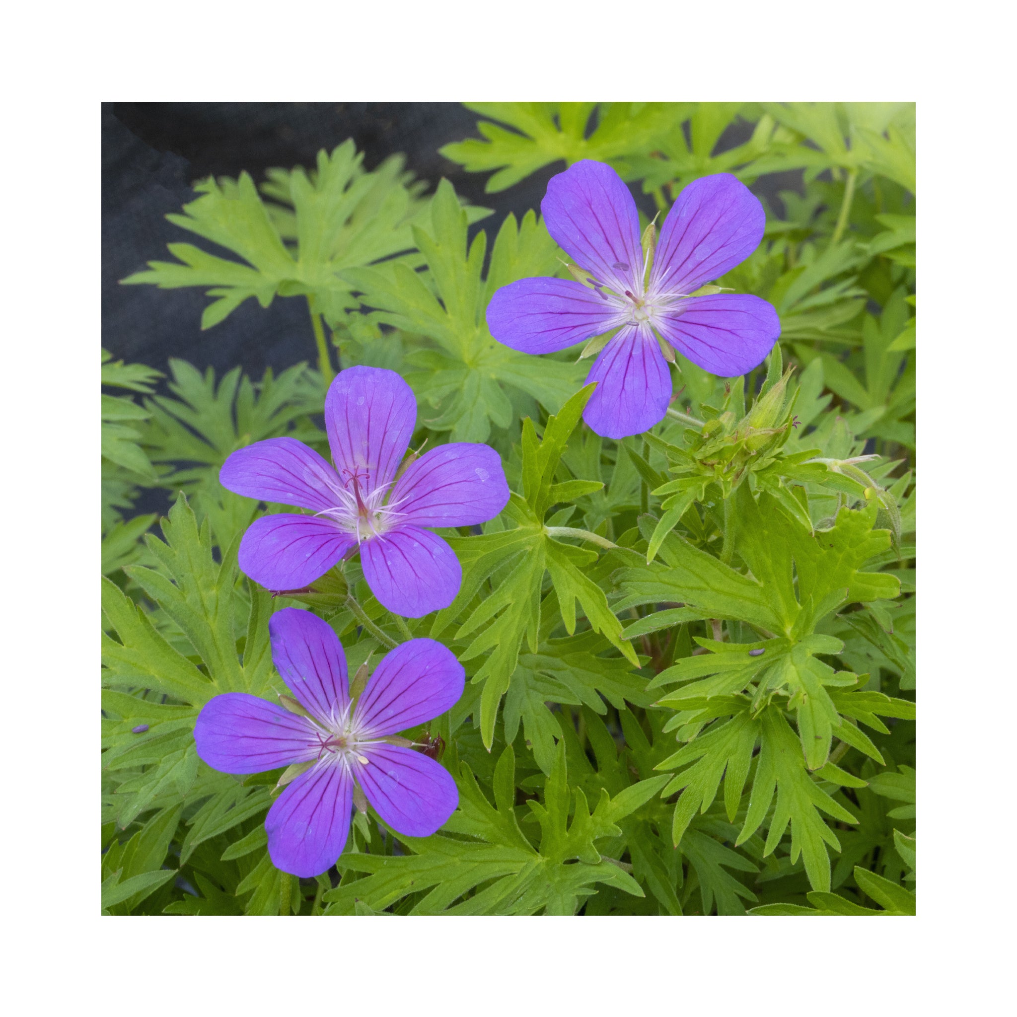 Hardy Geranium Collection -  6 Established 9cm Plants