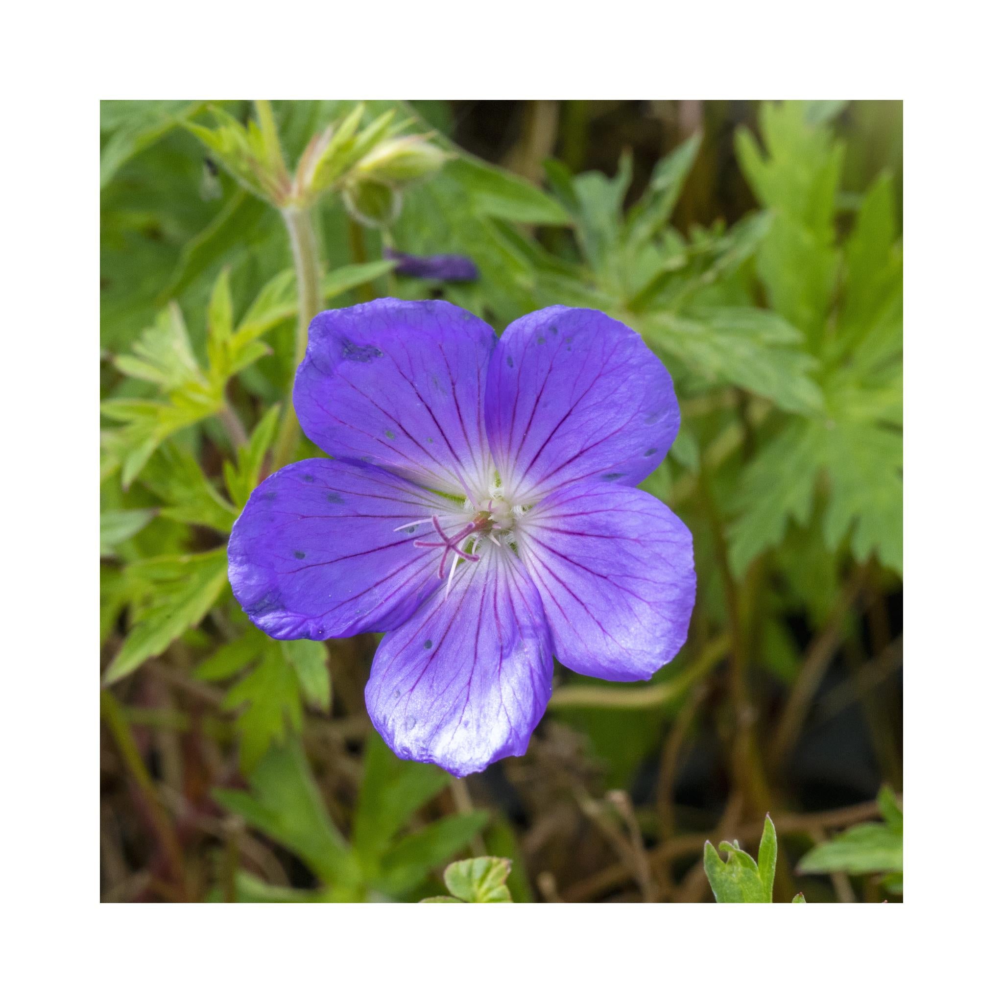 Hardy Geranium Collection -  6 Established 9cm Plants