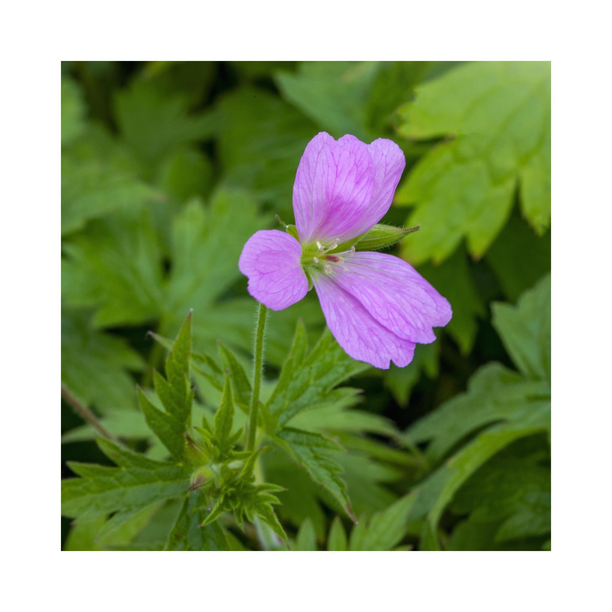 Hardy Geranium Collection -  6 Established 9cm Plants