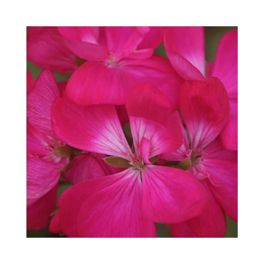Upright Geranium Shocking Violet
