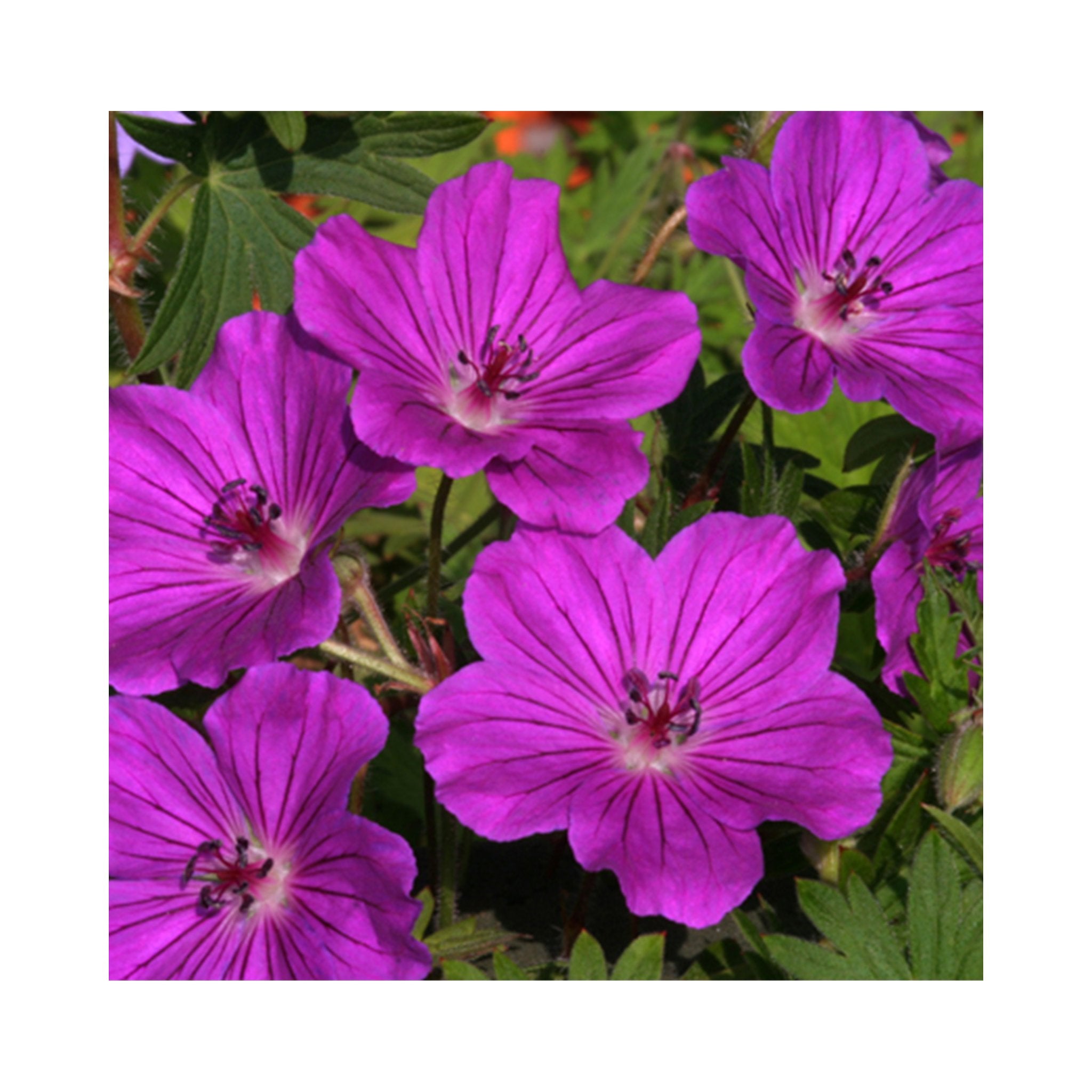 Hardy Geranium Collection -  6 Established 9cm Plants