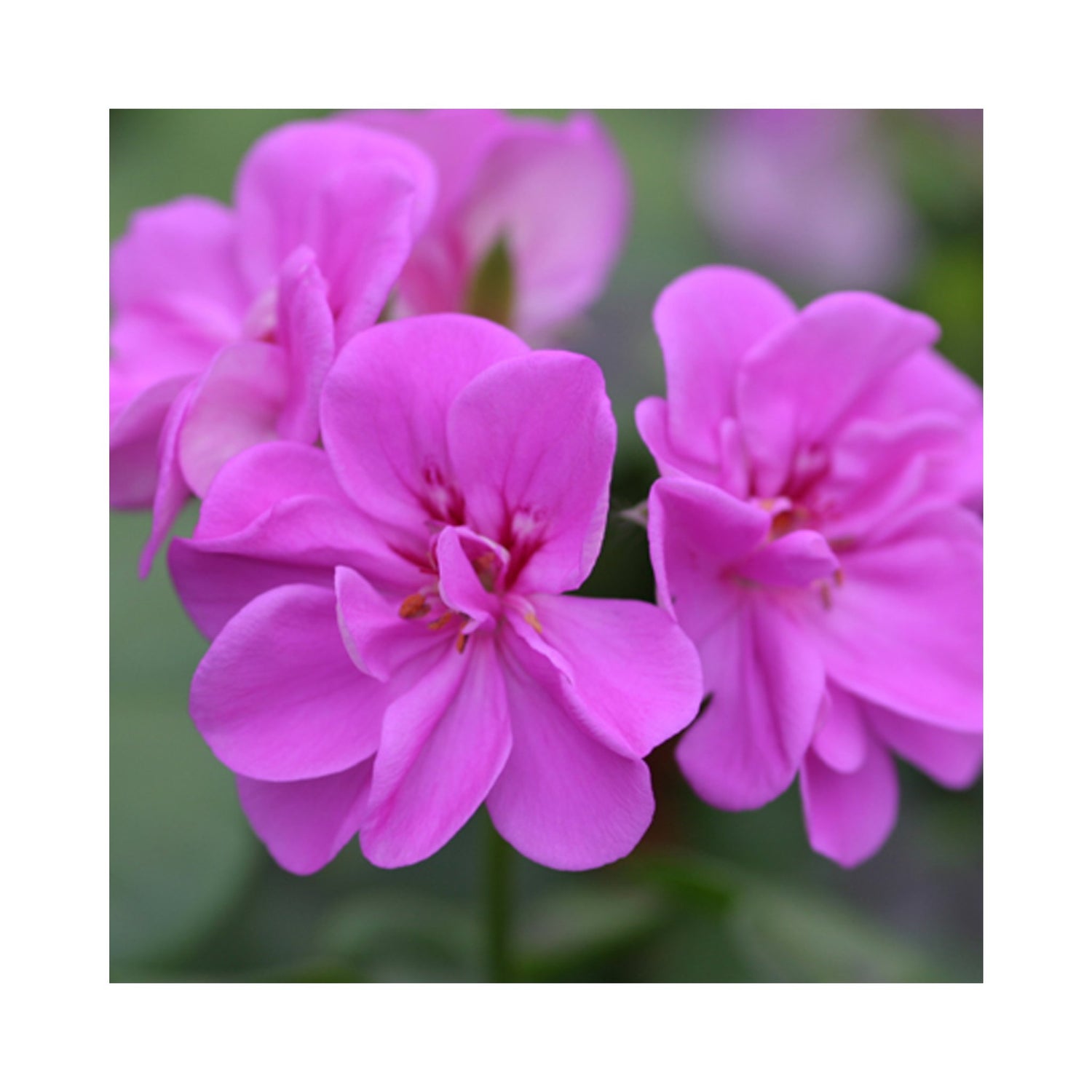 Trailing Geranium Amelit