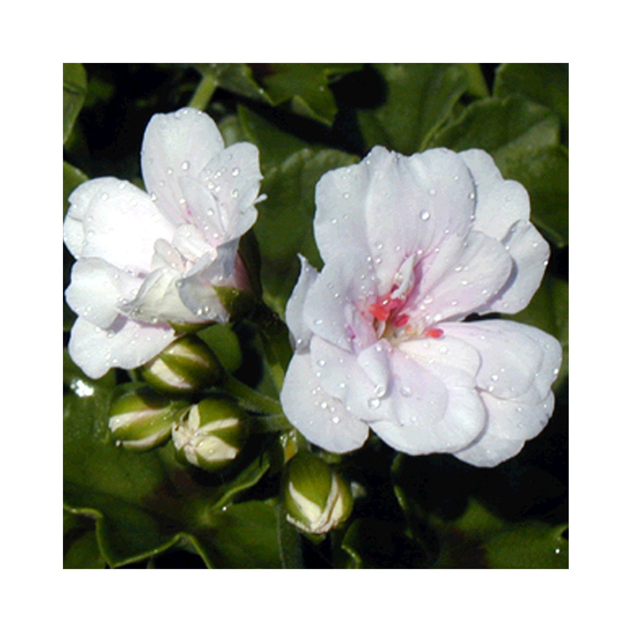 Pelargonium (Trailing Ivy Geranium) plug plants 10 mixed plants. Amazing value, well rooted.
