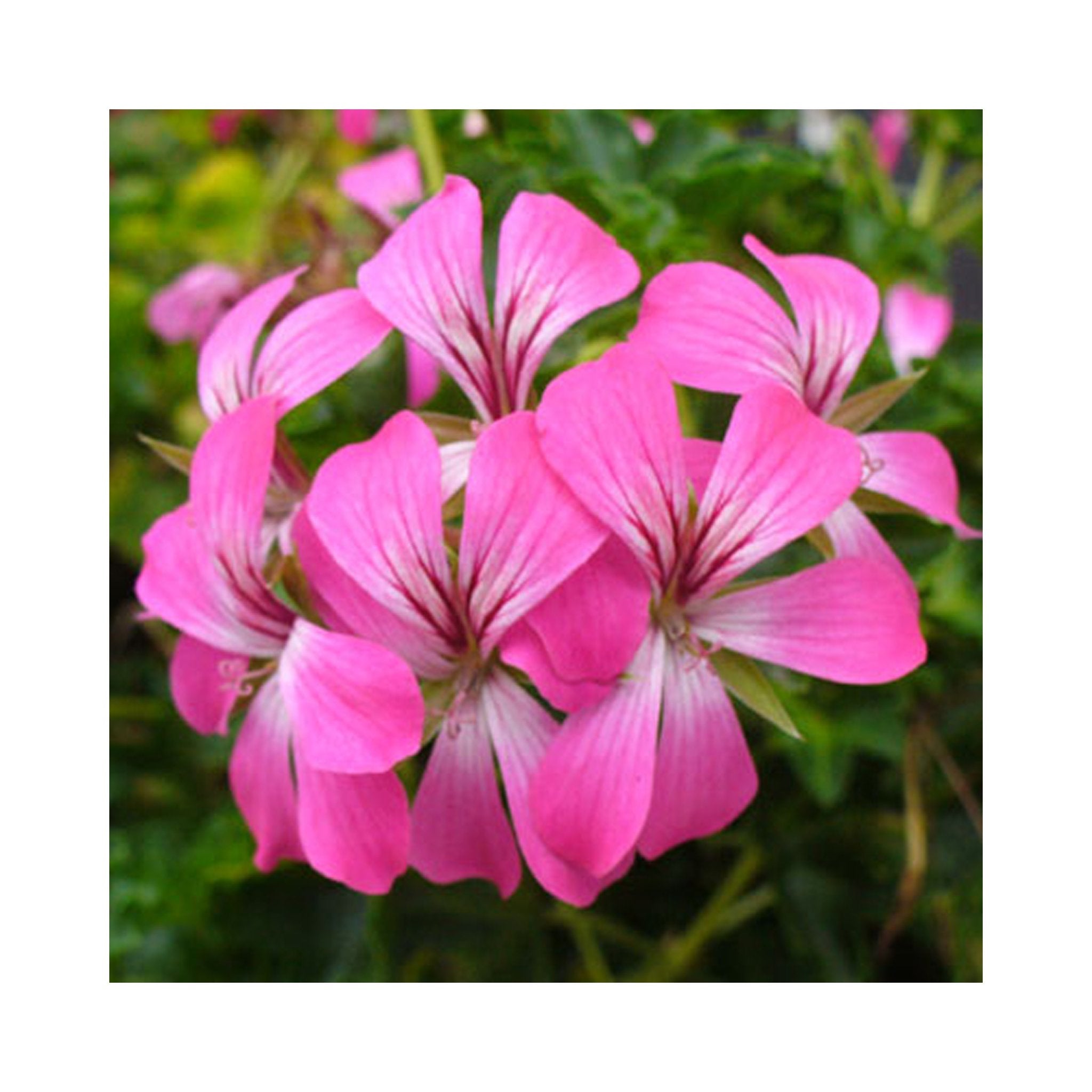 Trailing (ivy) Geranium plug plants 10 mixed plants. Amazing value, well rooted.
