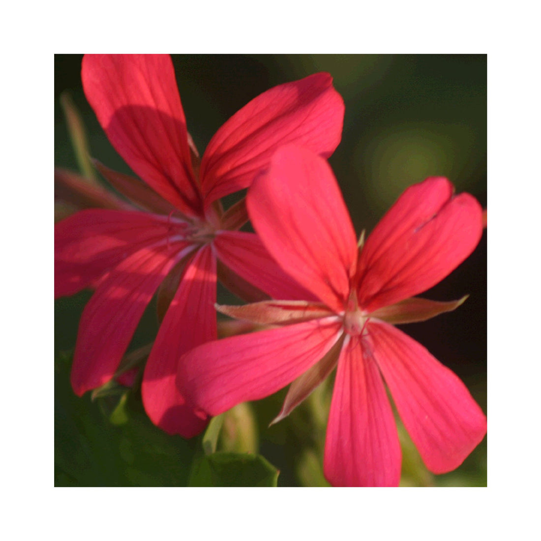 Trailing Geranium Decora Red