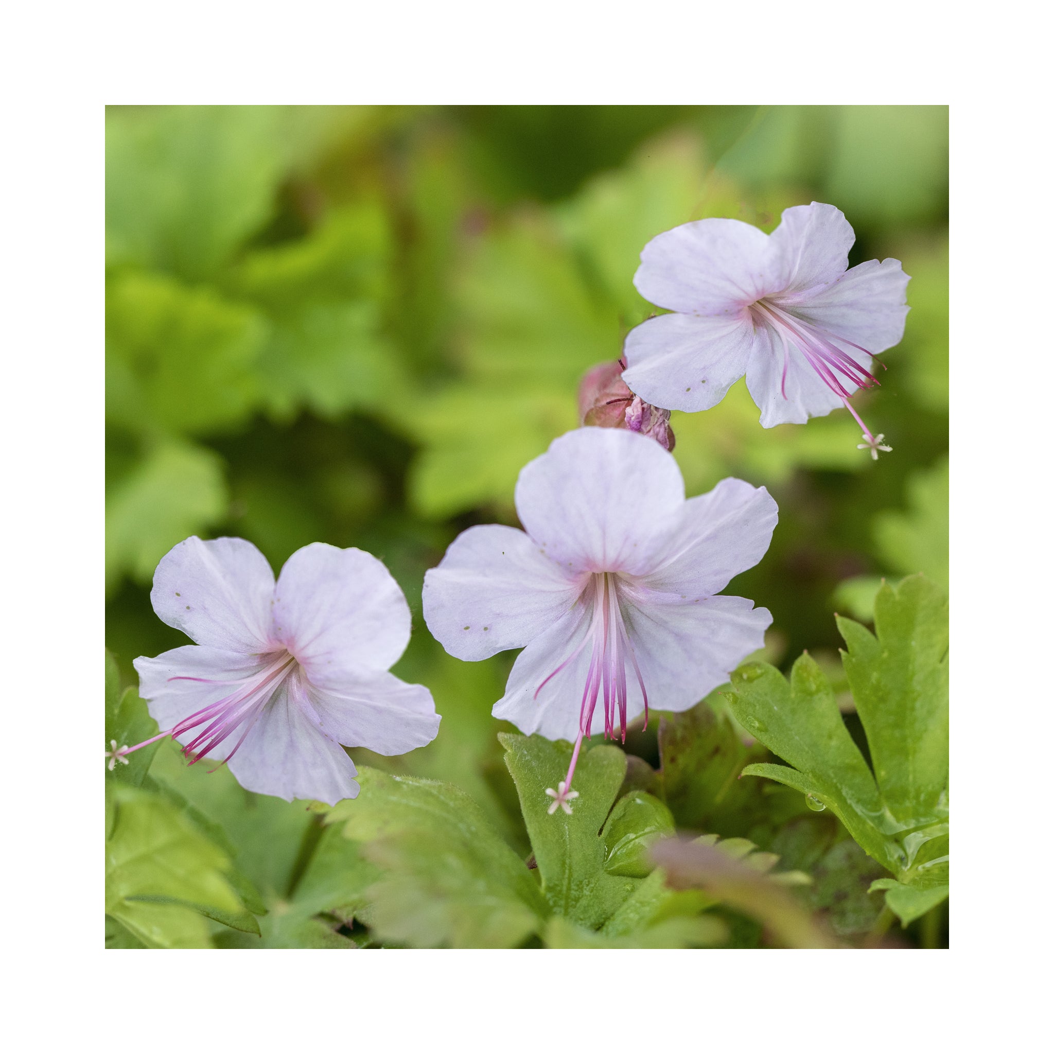 Hardy Geranium Collection -  6 Established 9cm Plants