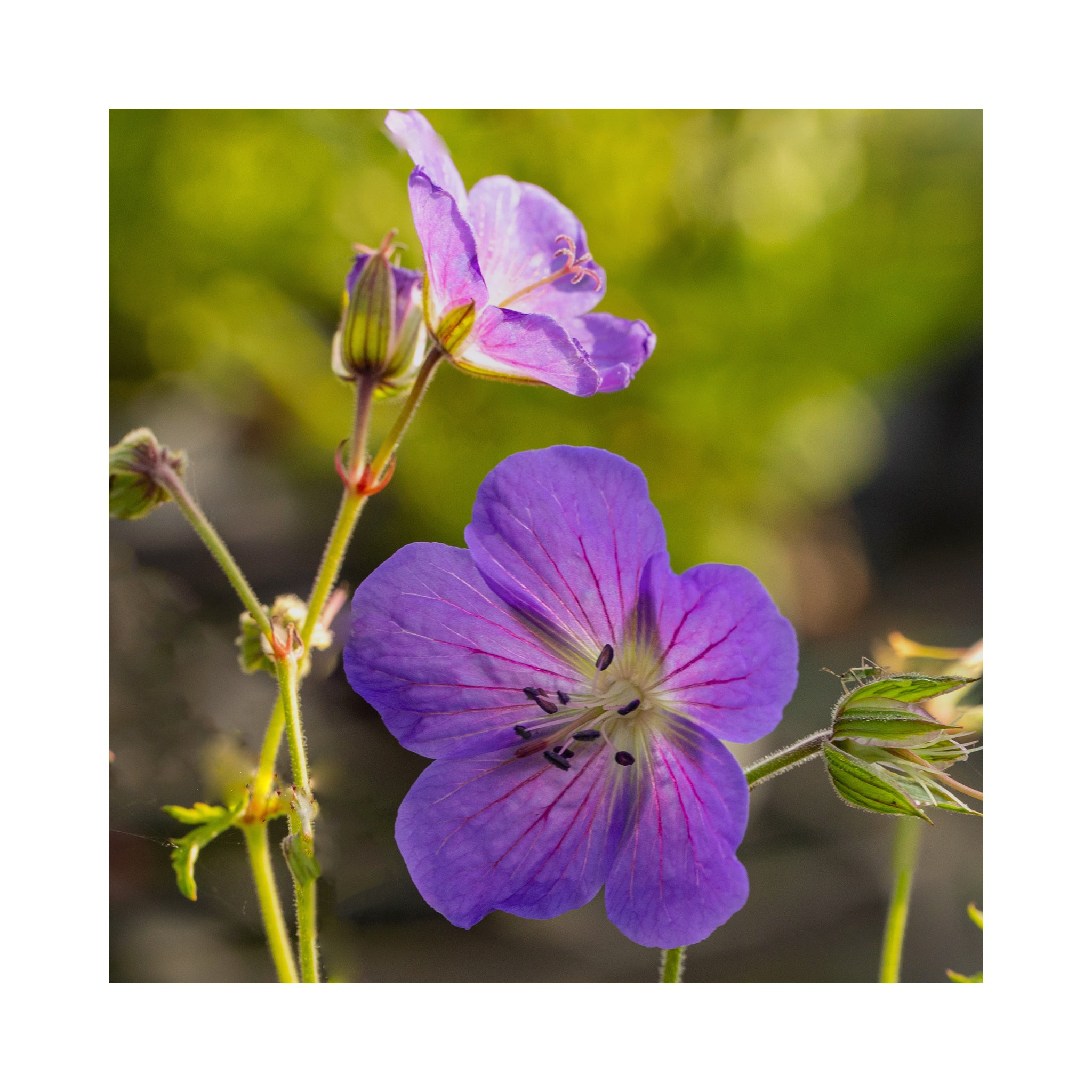 Geranium himalayense Baby Blue
