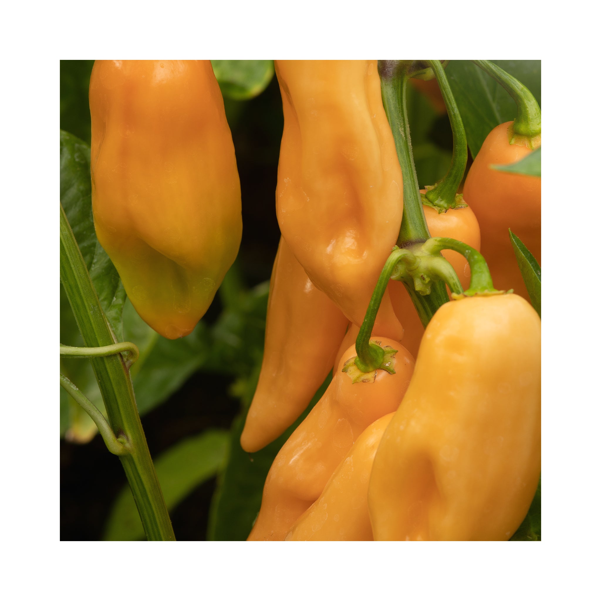 Chilli Pink Habanero Plant