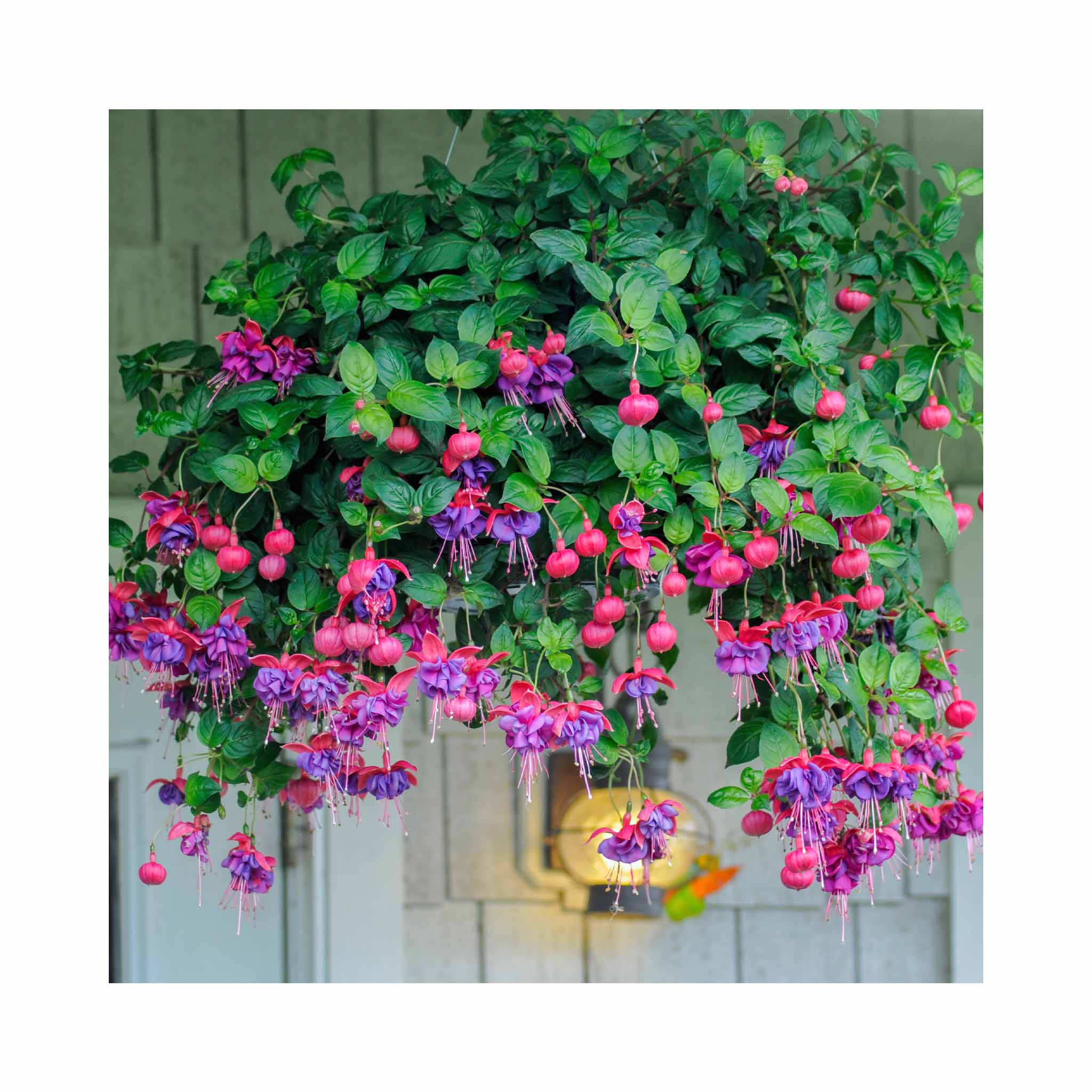 Hanging Basket Pre Planted Fuchsia