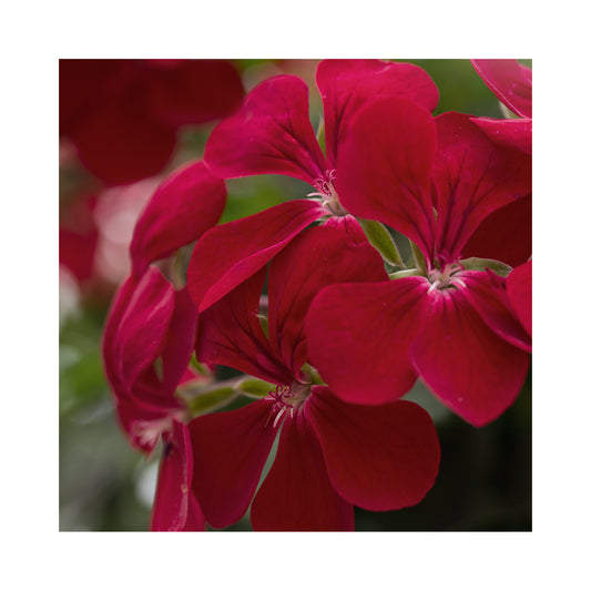 Pelargonium (Trailing Geranium) Happy Face Dark Red