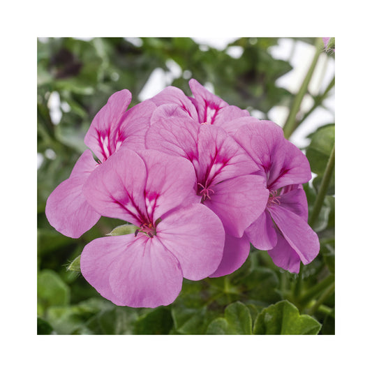 Pelargonium (Trailing Geranium) Happy Face Lilac