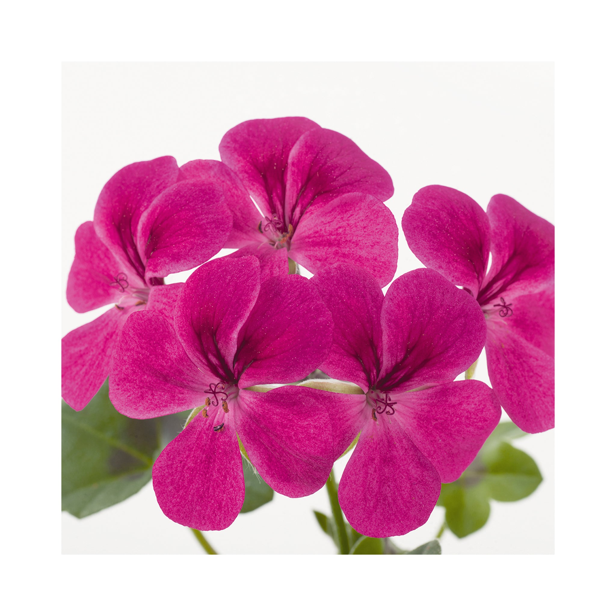 Trailing Geranium Happy Face Magenta