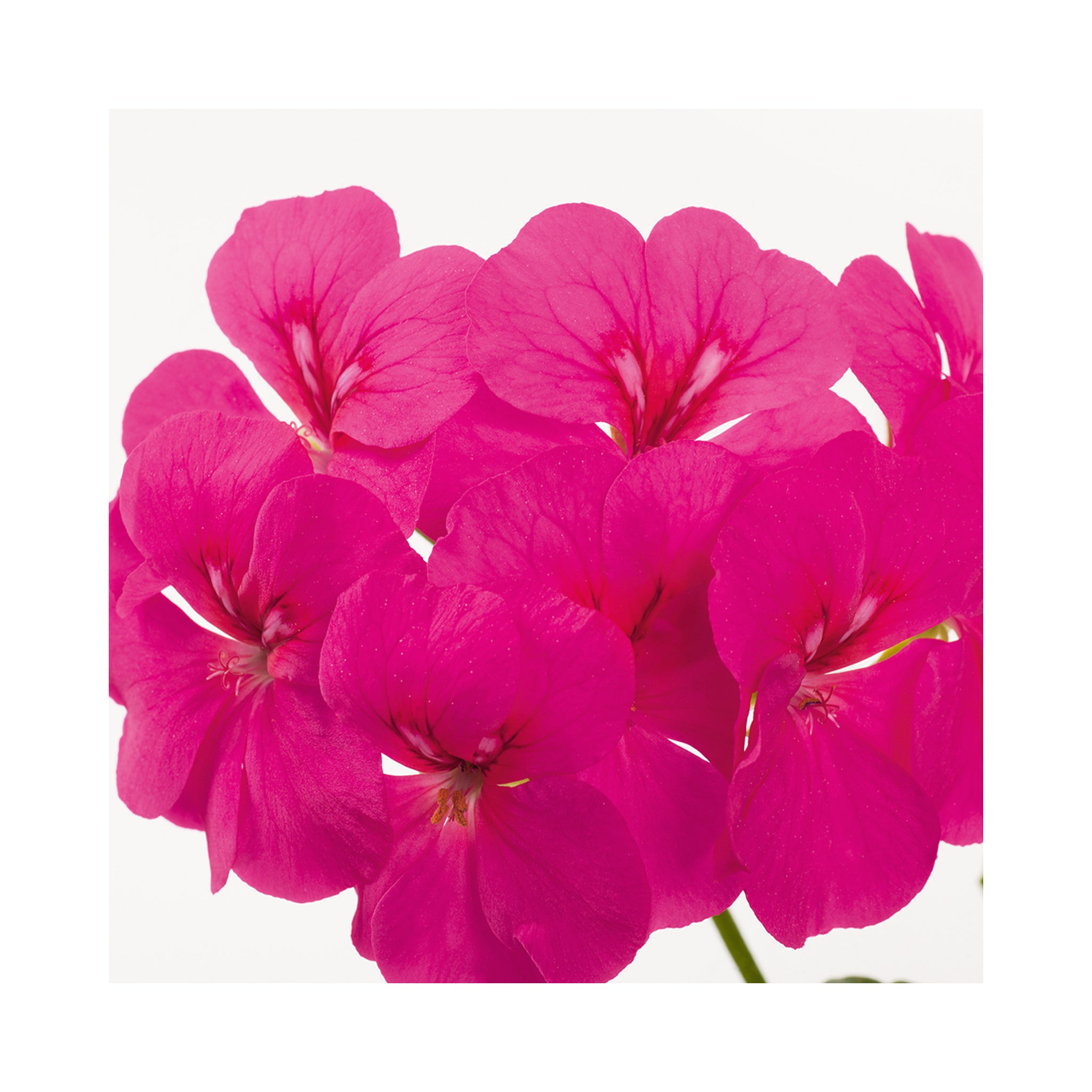 Trailing Geranium Happy Face Purple