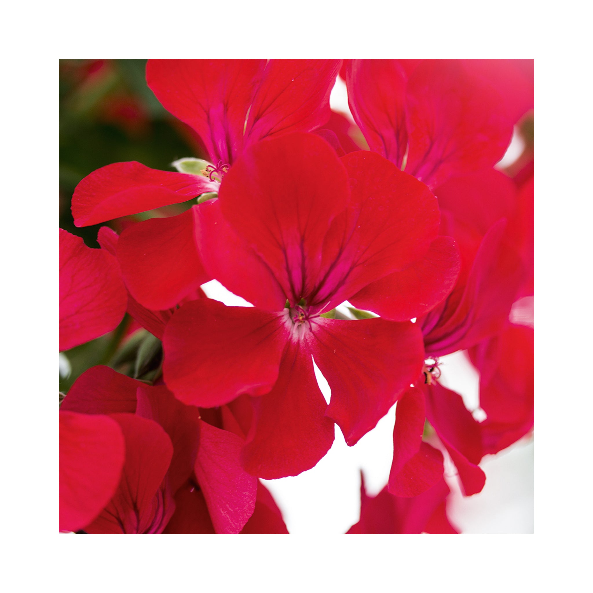 Trailing Geranium Happy Face Red