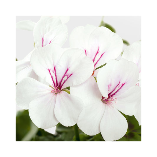 Pelargonium (Trailing Geranium) Happy Face White