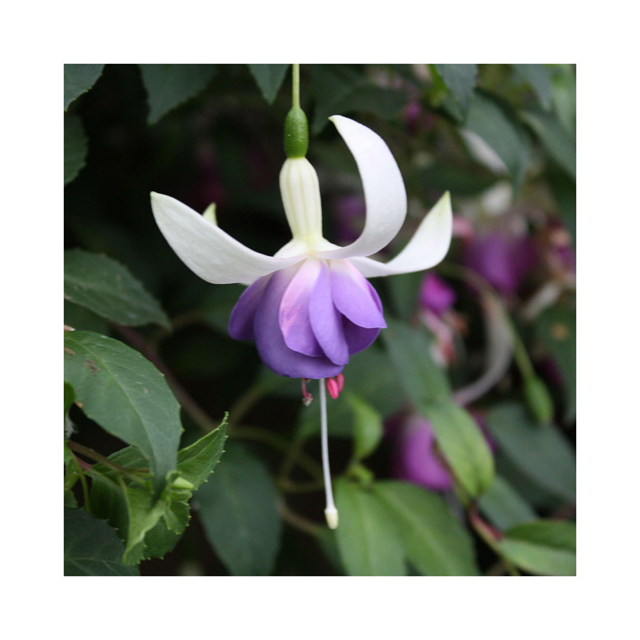 Hardy Fuchsia Collection 10 Starter Plants