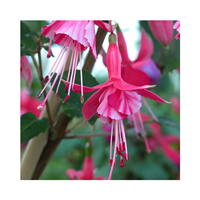 Hardy Fuchsia Collection 10 Starter Plants