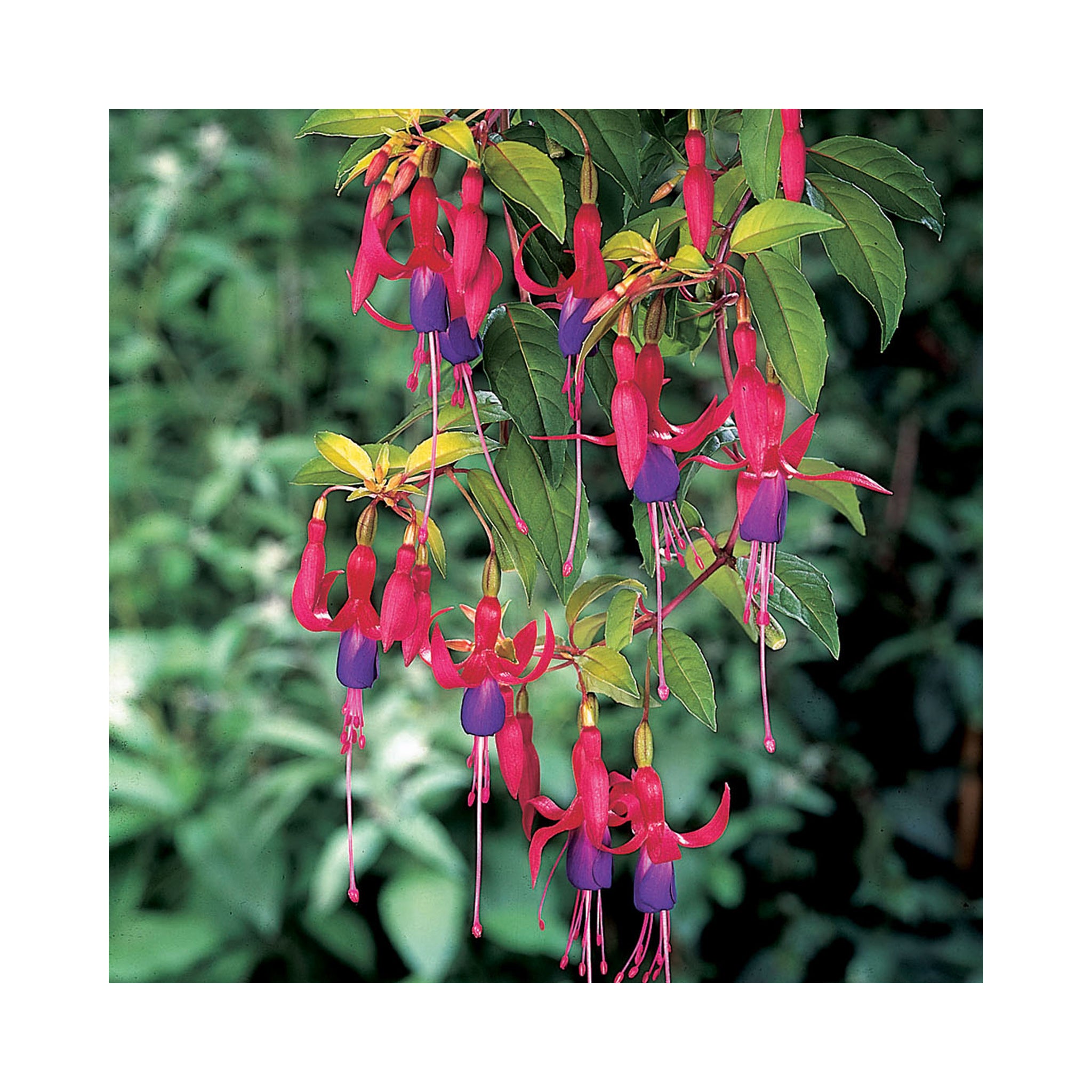 Hardy Fuchsia Genii