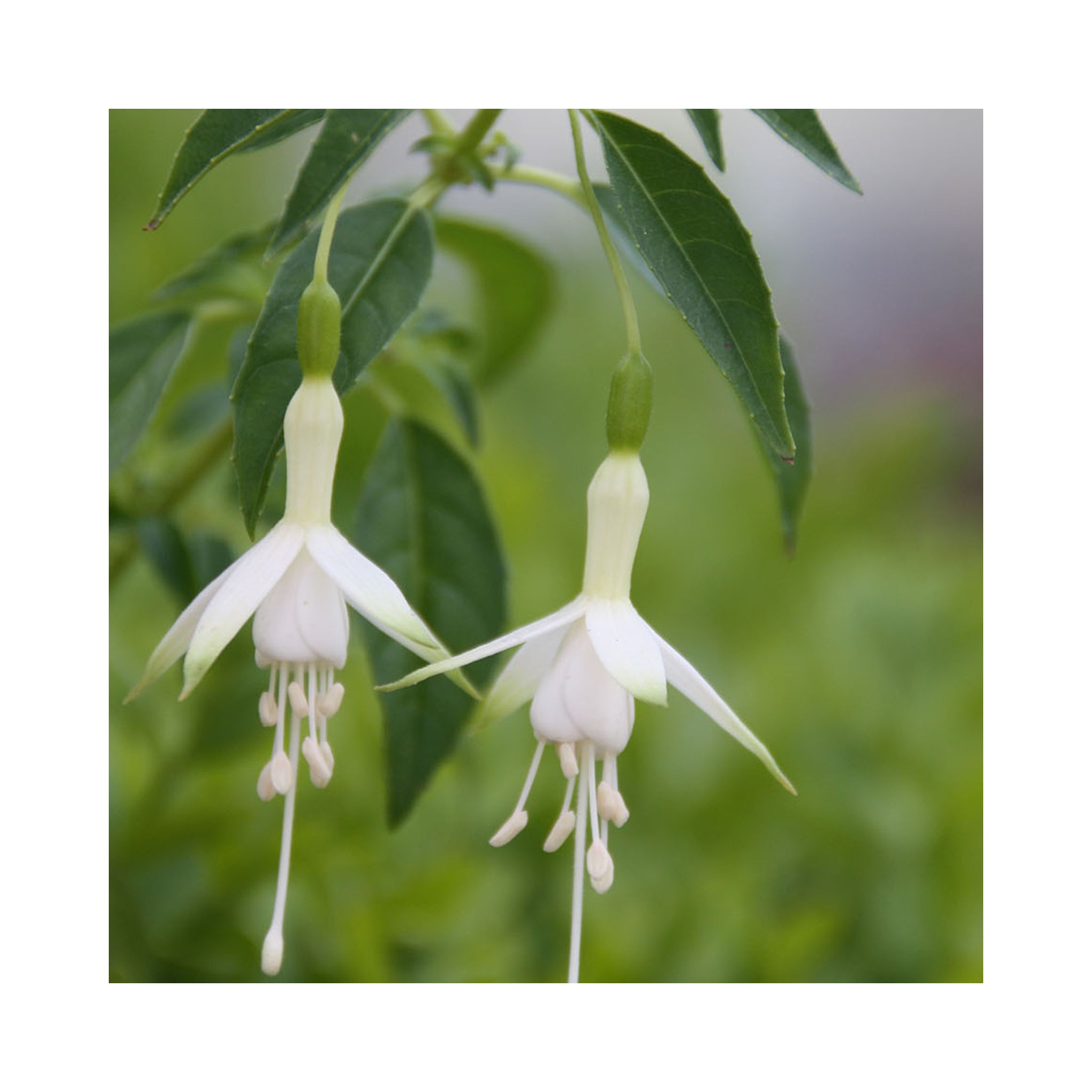 Hardy Fuchsia Collection 10 Starter Plants