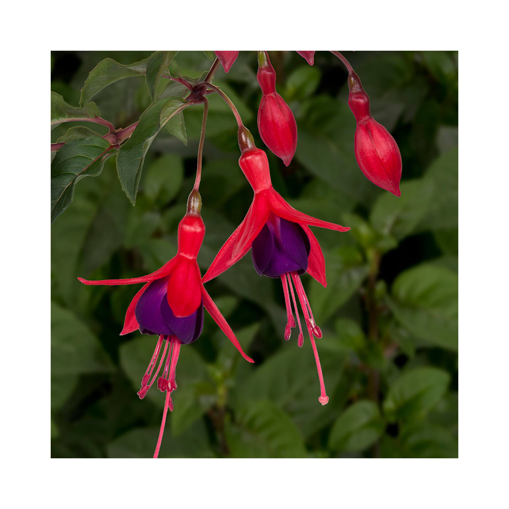 Hardy Fuchsia Mrs Popple