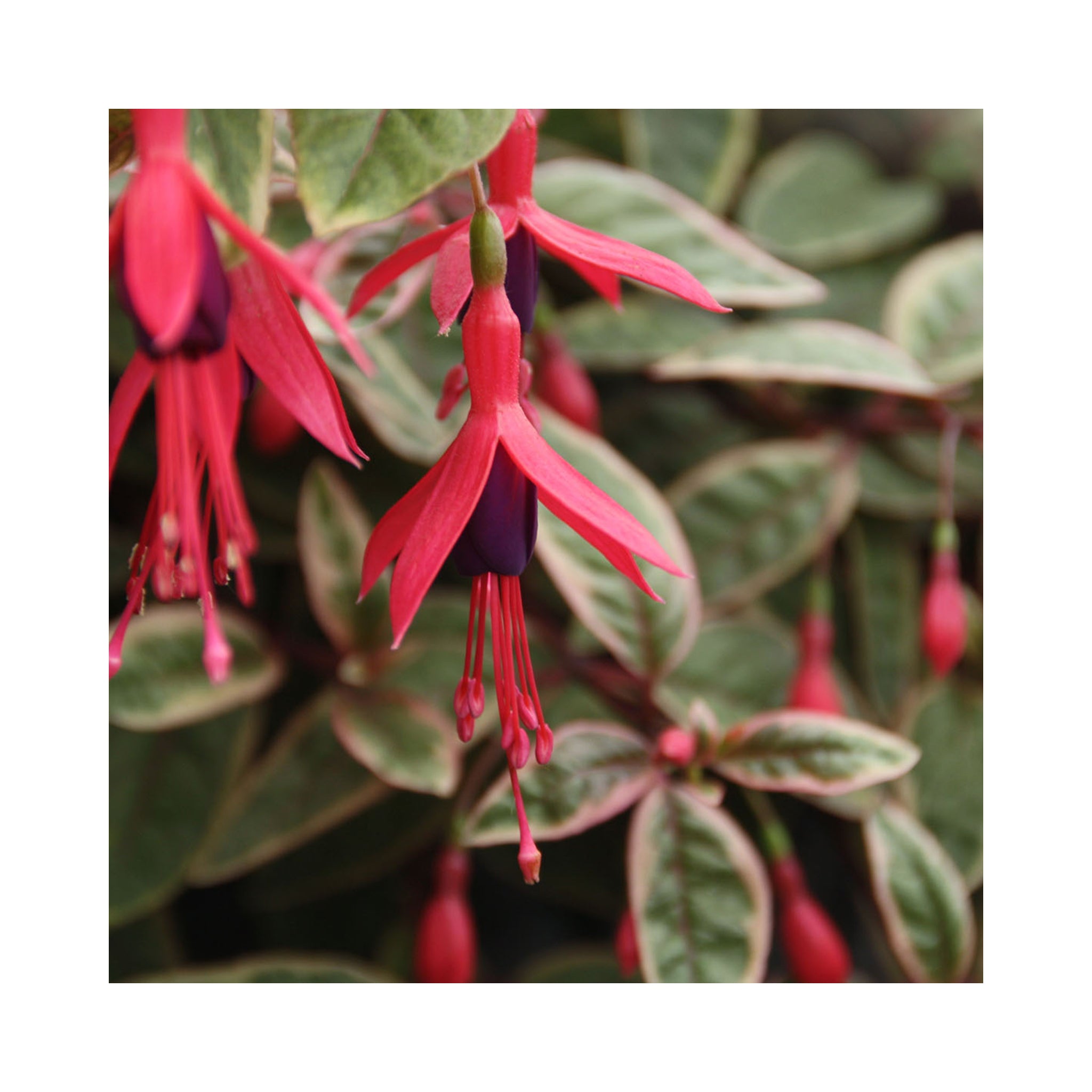 Hardy Fuchsia Tom west