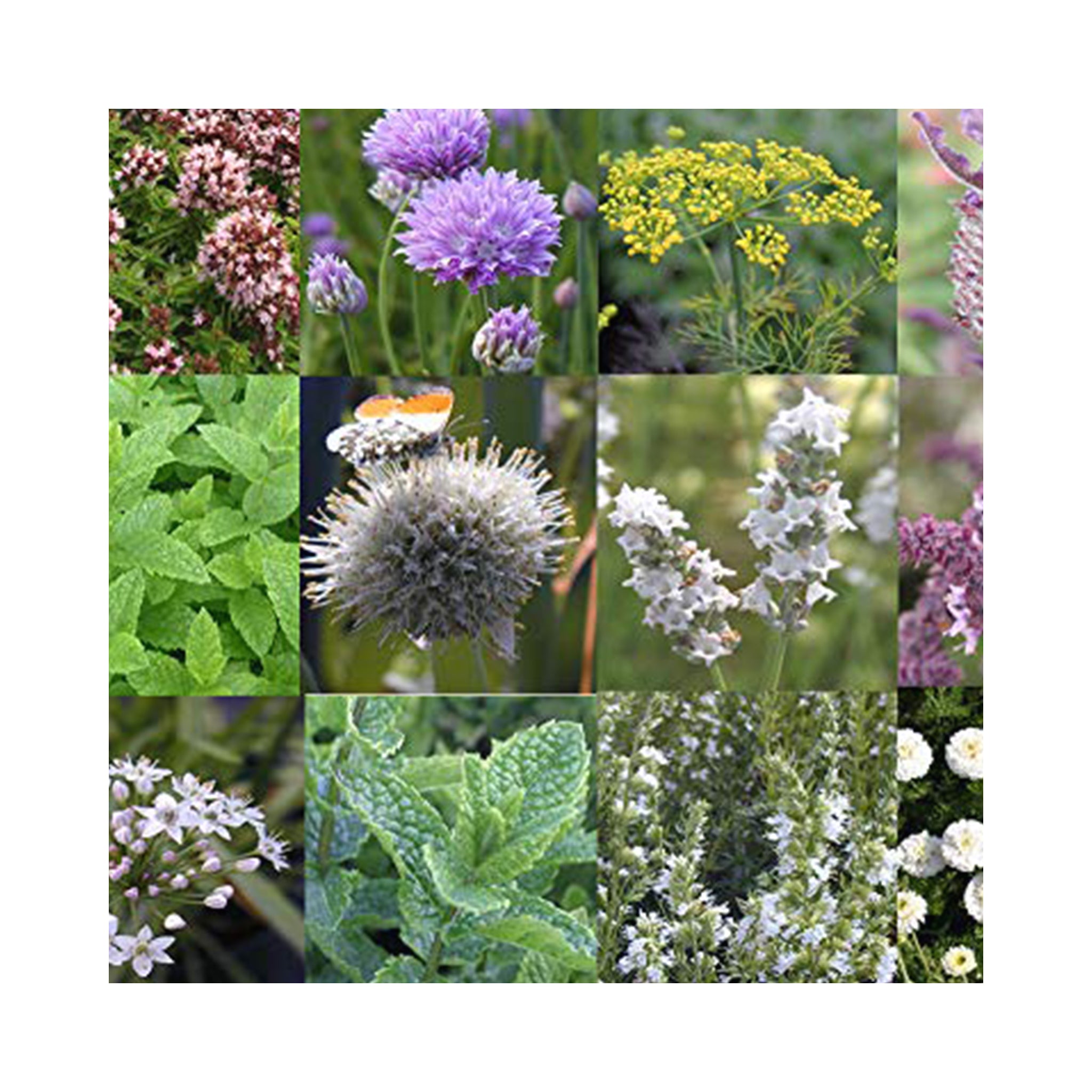 6 pack of potted Mixed Herb Assorted plants. Each Variety Labelled.