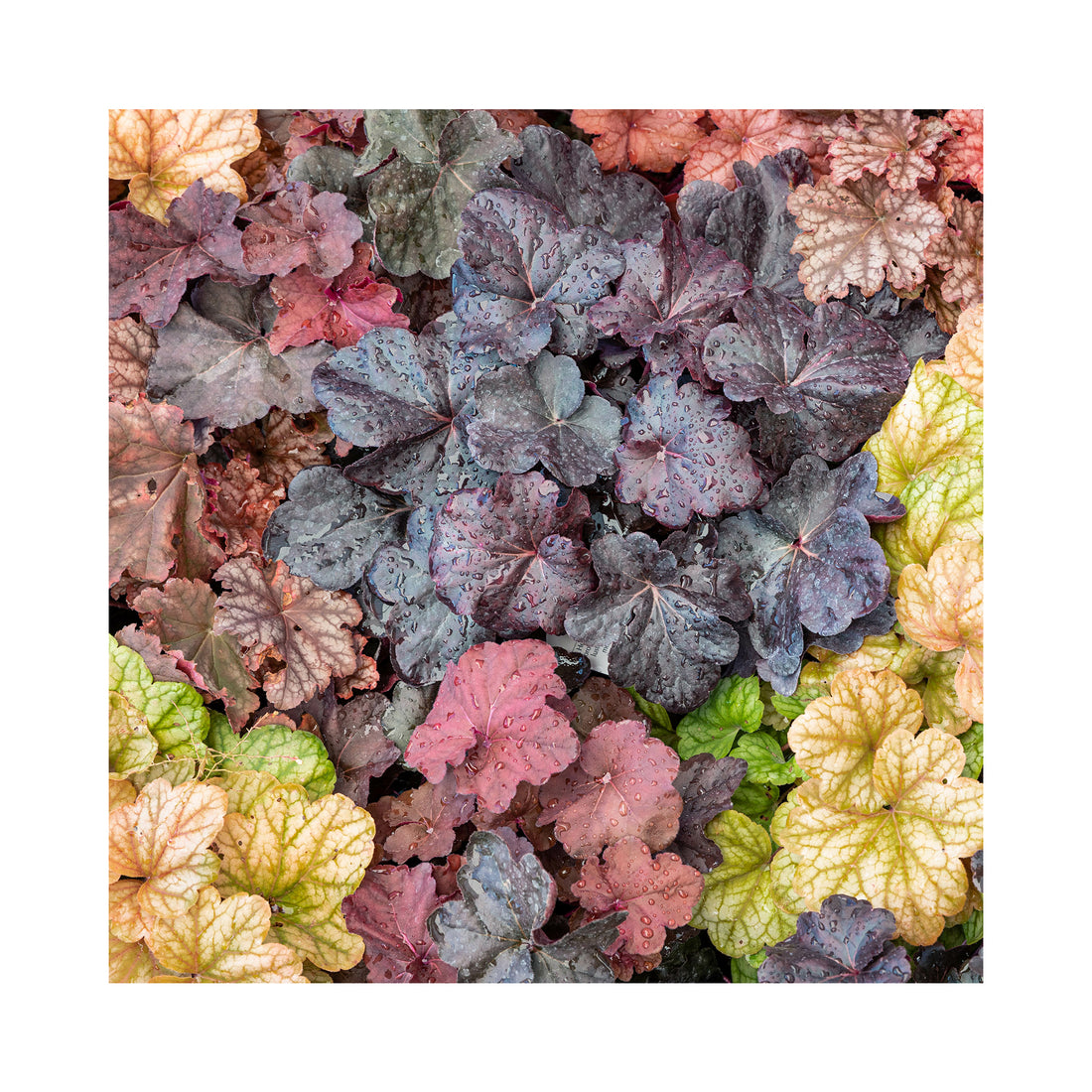 The Ultimate Heuchera Collection - 6 Established 9cm Plants