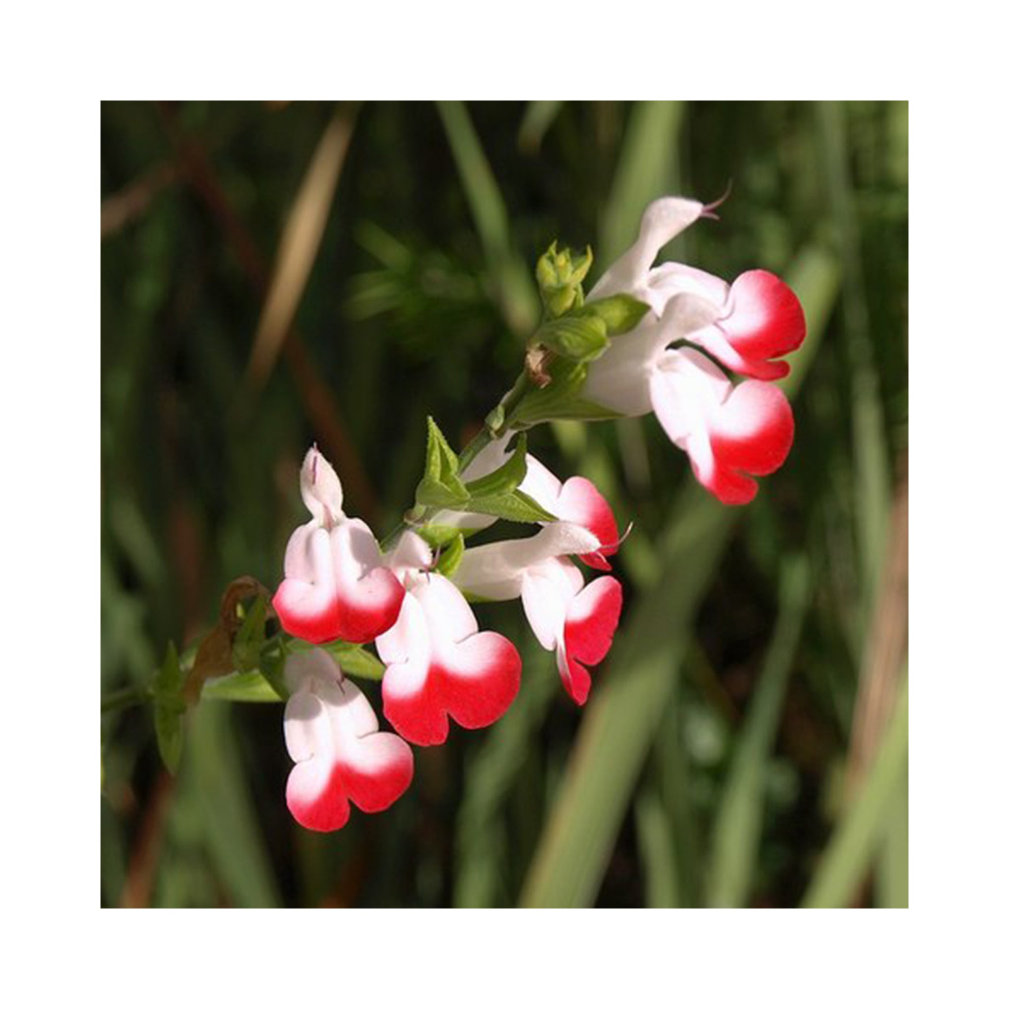 Salvia Hot Lips