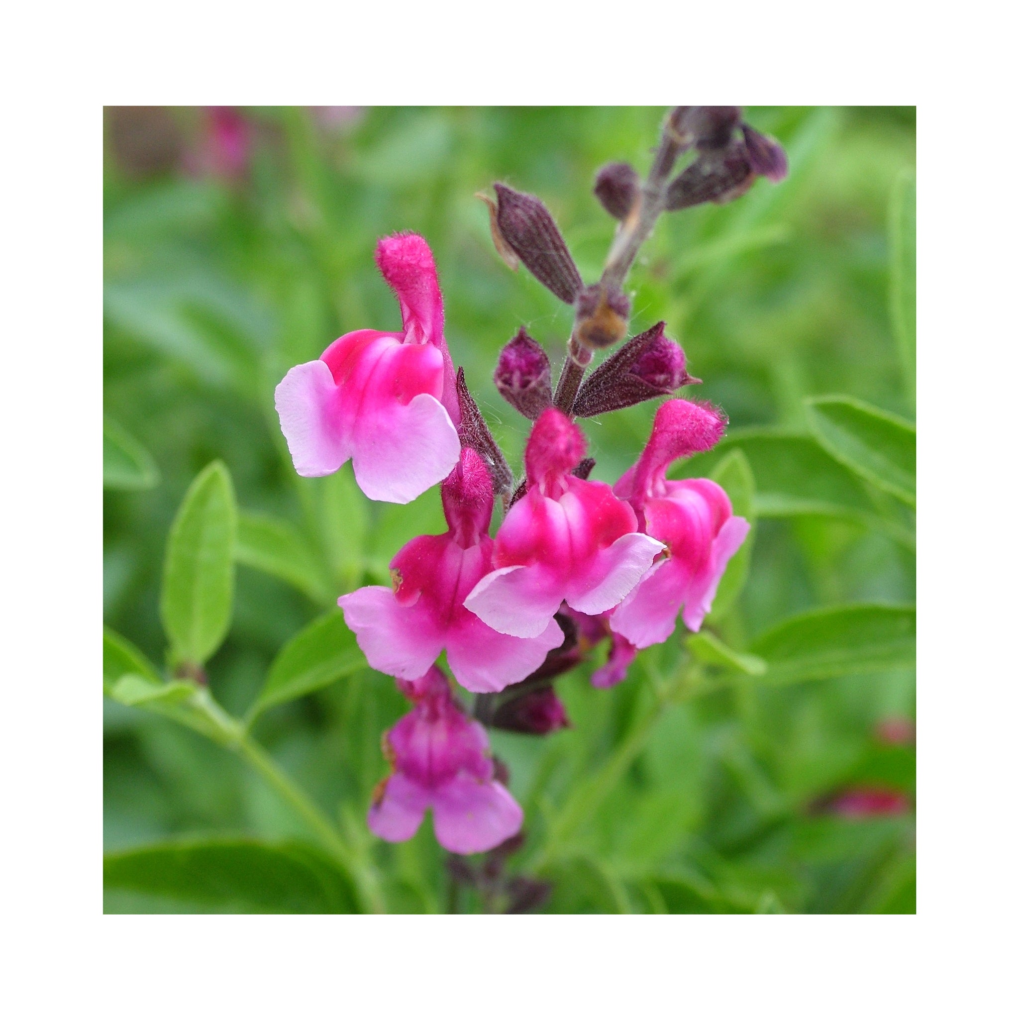 Ultimate Salvia Starter Plant Collection - 12 different varieties