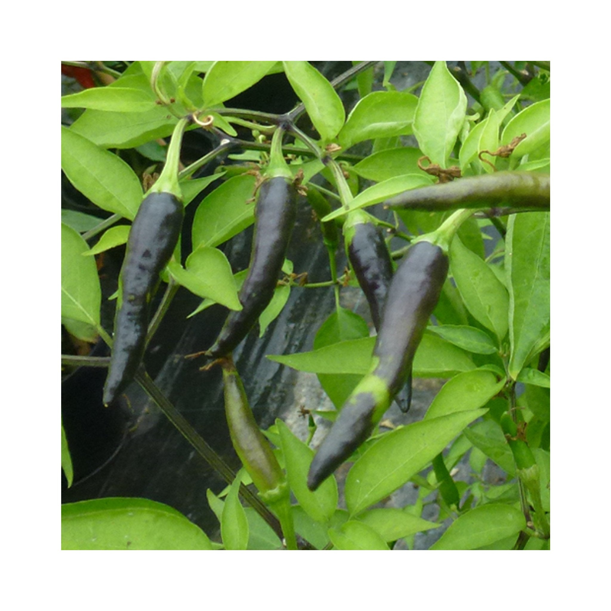 Chilli Indian Plant
