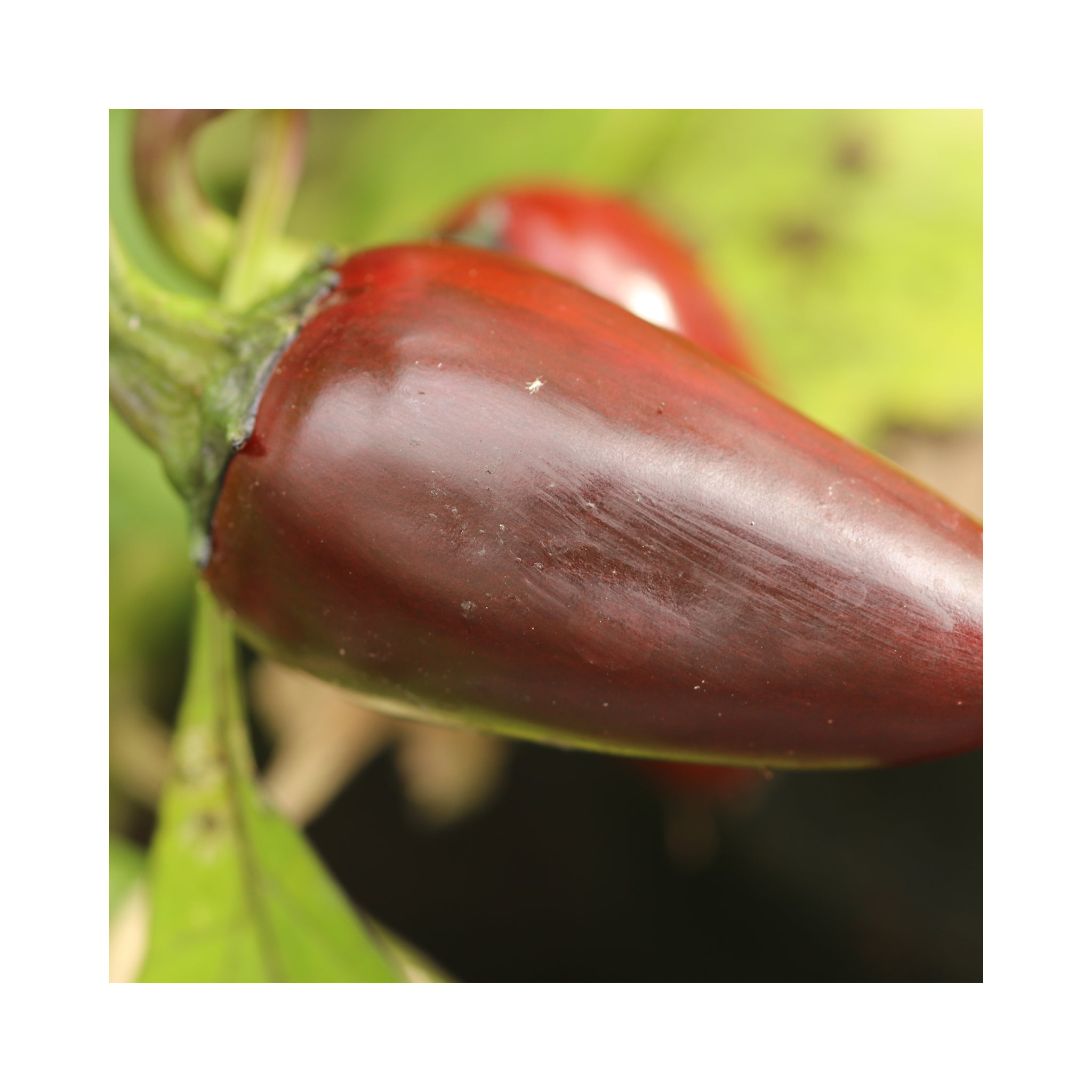 Chilli Jalapeno Purple Plant