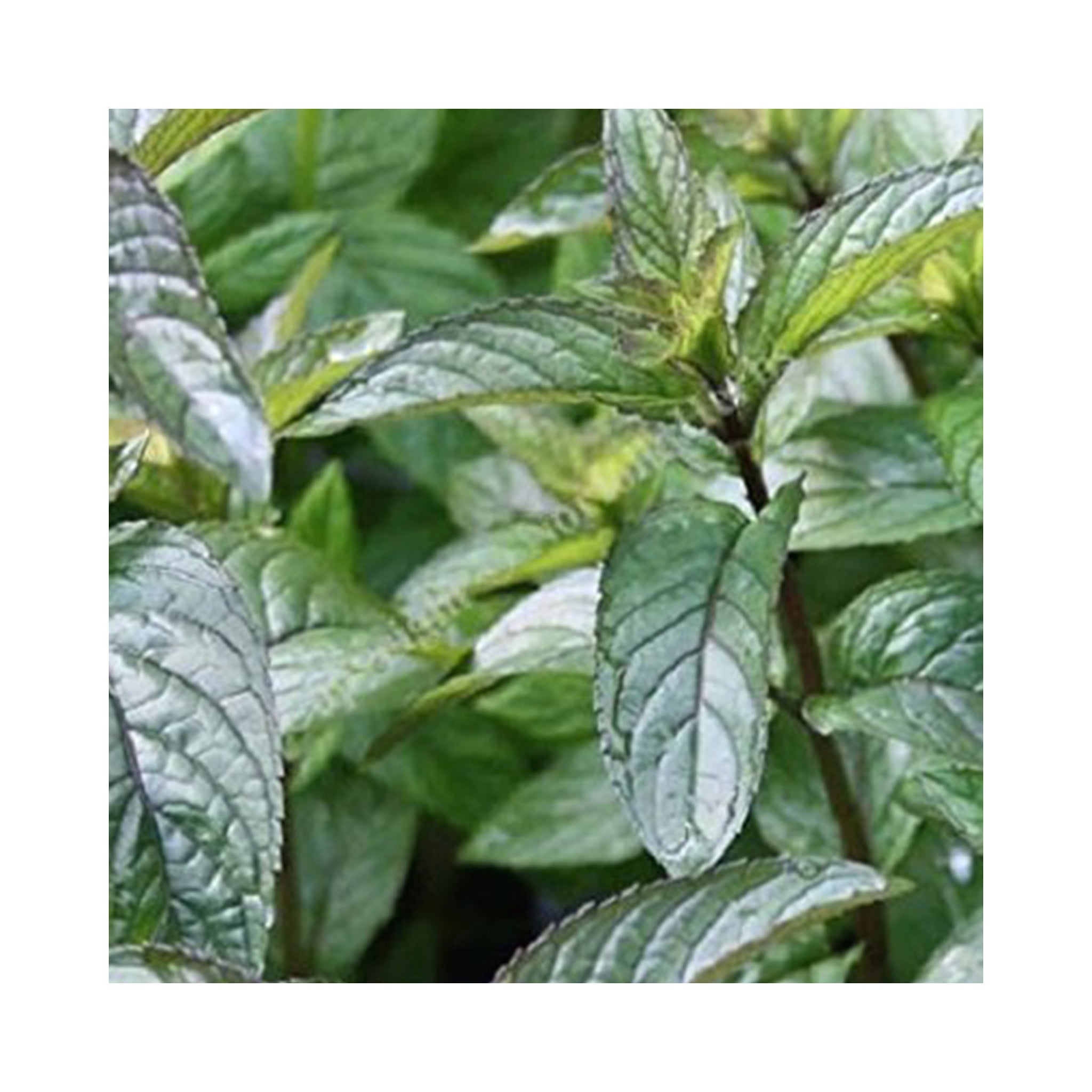 Mint Lovers Collection – 24 Varieties of Mint Plants