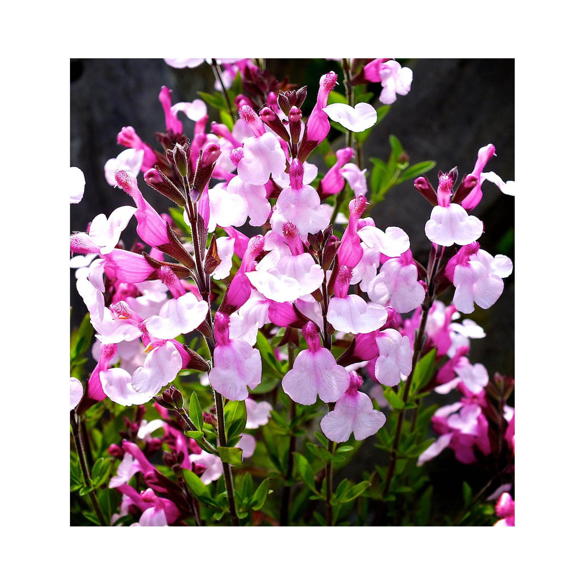 Large Hanging Basket Plug Pack (2 Baskets | 40cm+)