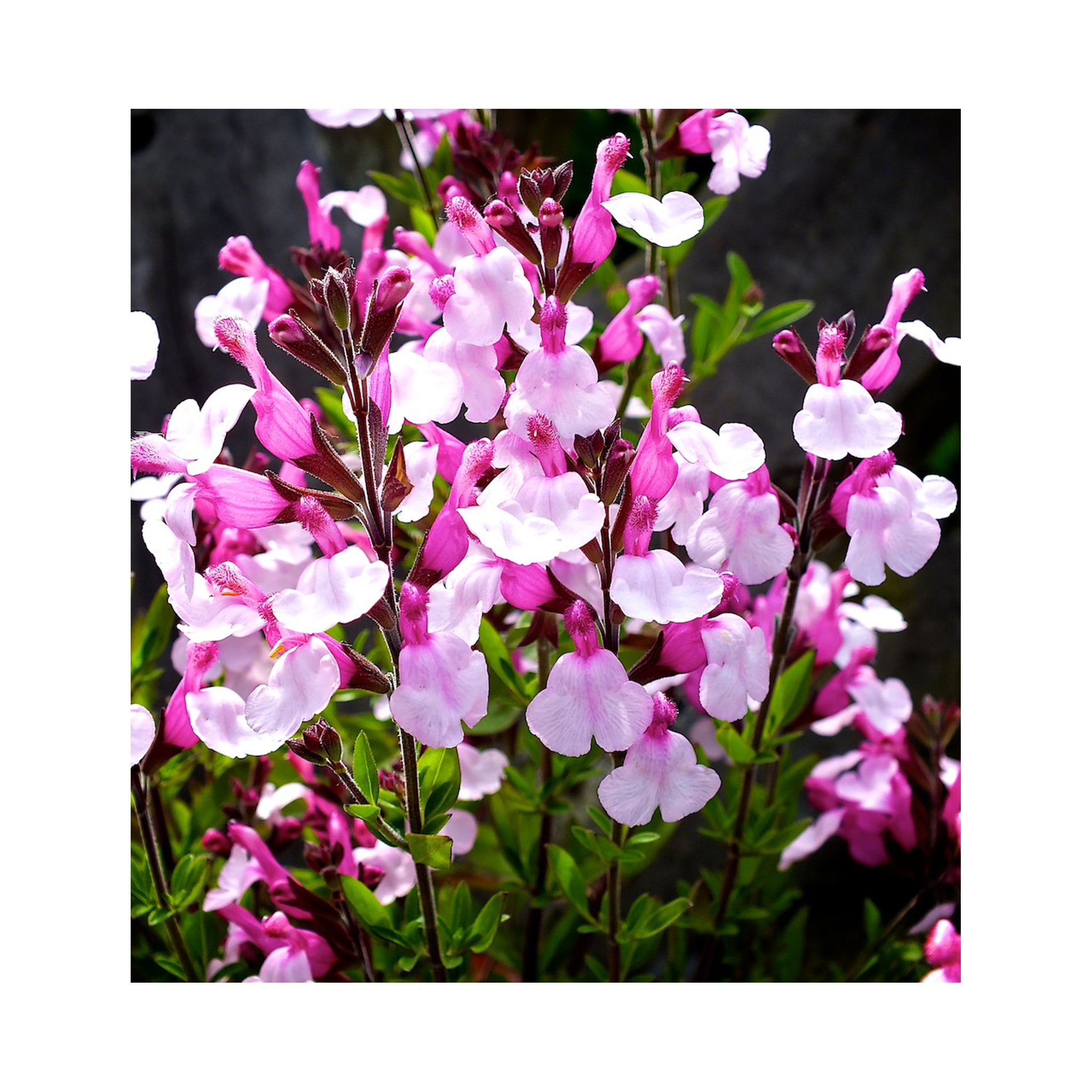 Salvia 9cm plant Collection, 6 different varieties