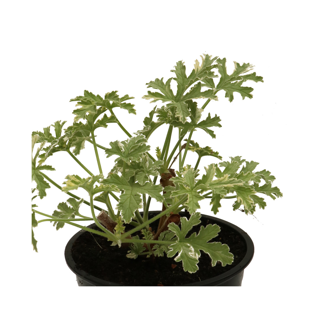 Scented Geranium Lady Plymouth