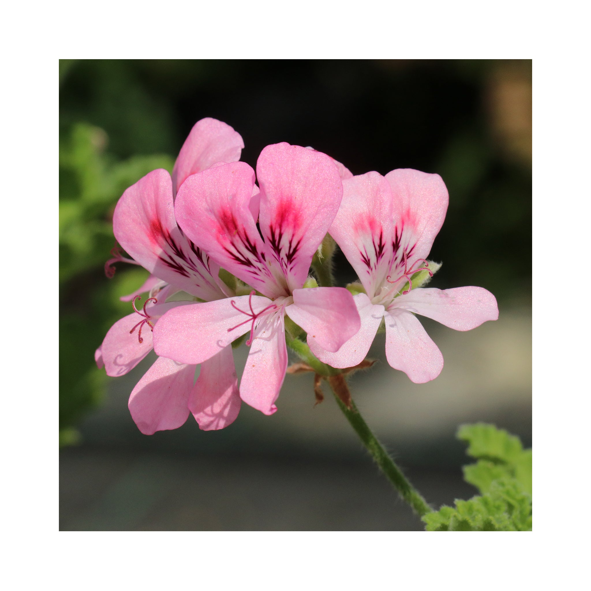 Scented Geranium Collection, 6 Plants in 9cm pots - Stunning Flowers with Scented Foliage